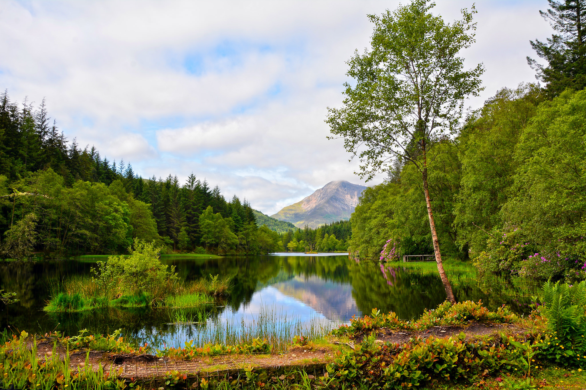 природа, реки, озера, лес, река