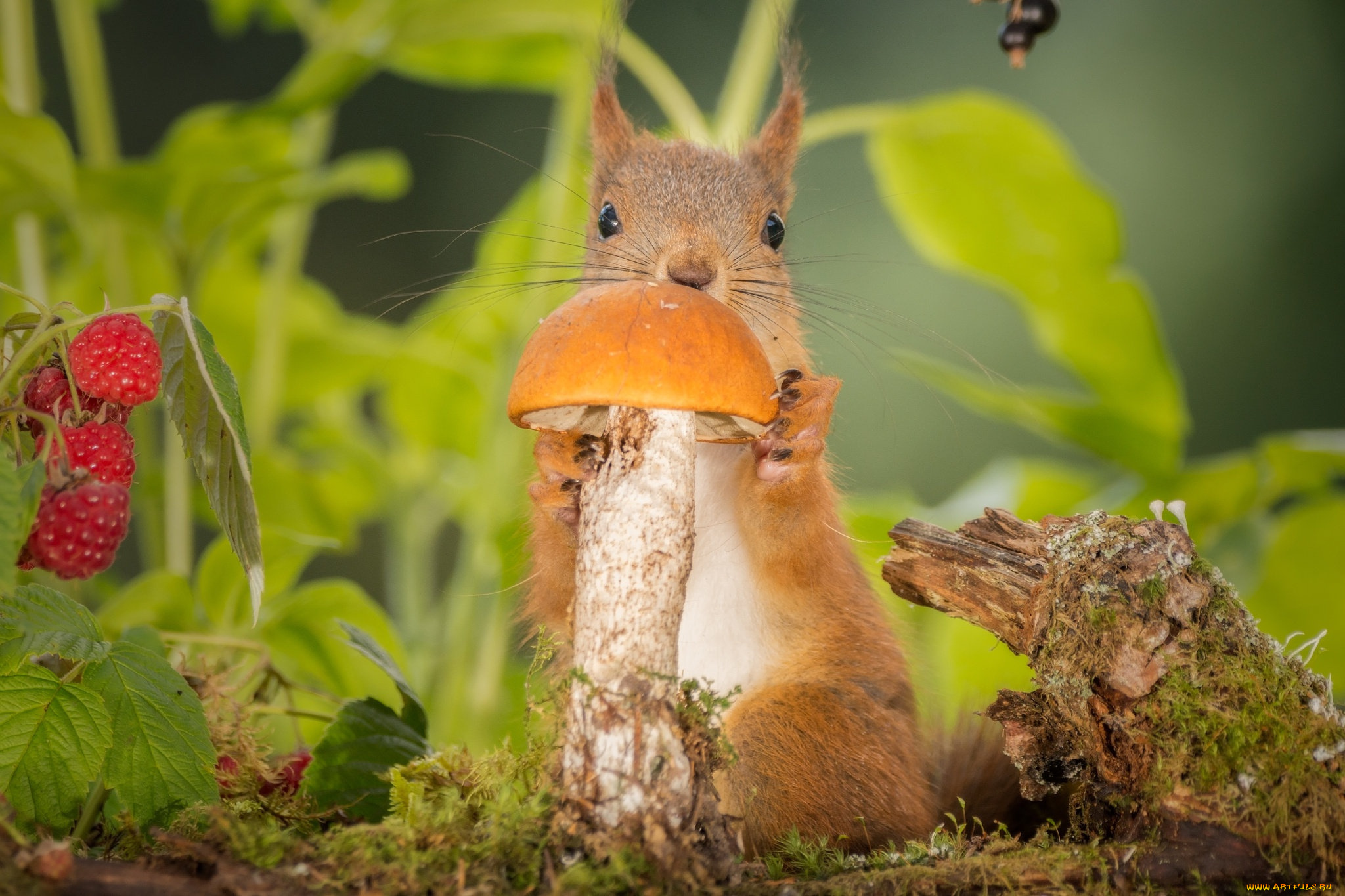 животные, белки, ягоды, природа, листья, грызун, белка, зверёк, гриб, малина, животное