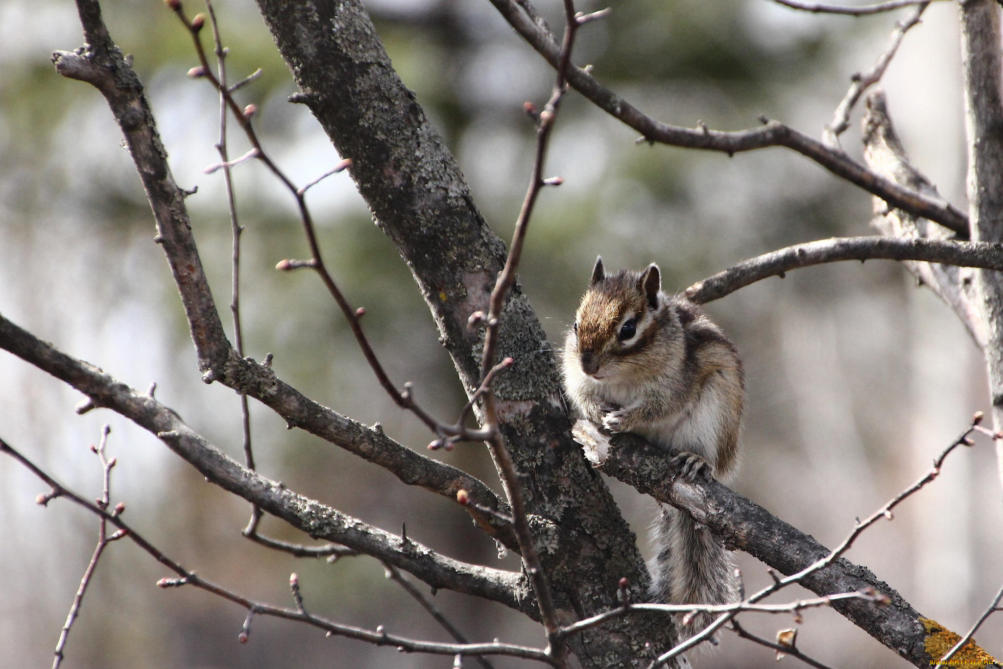 животные, бурундуки, весна, грызуны, дальний, восток, дача, дикие