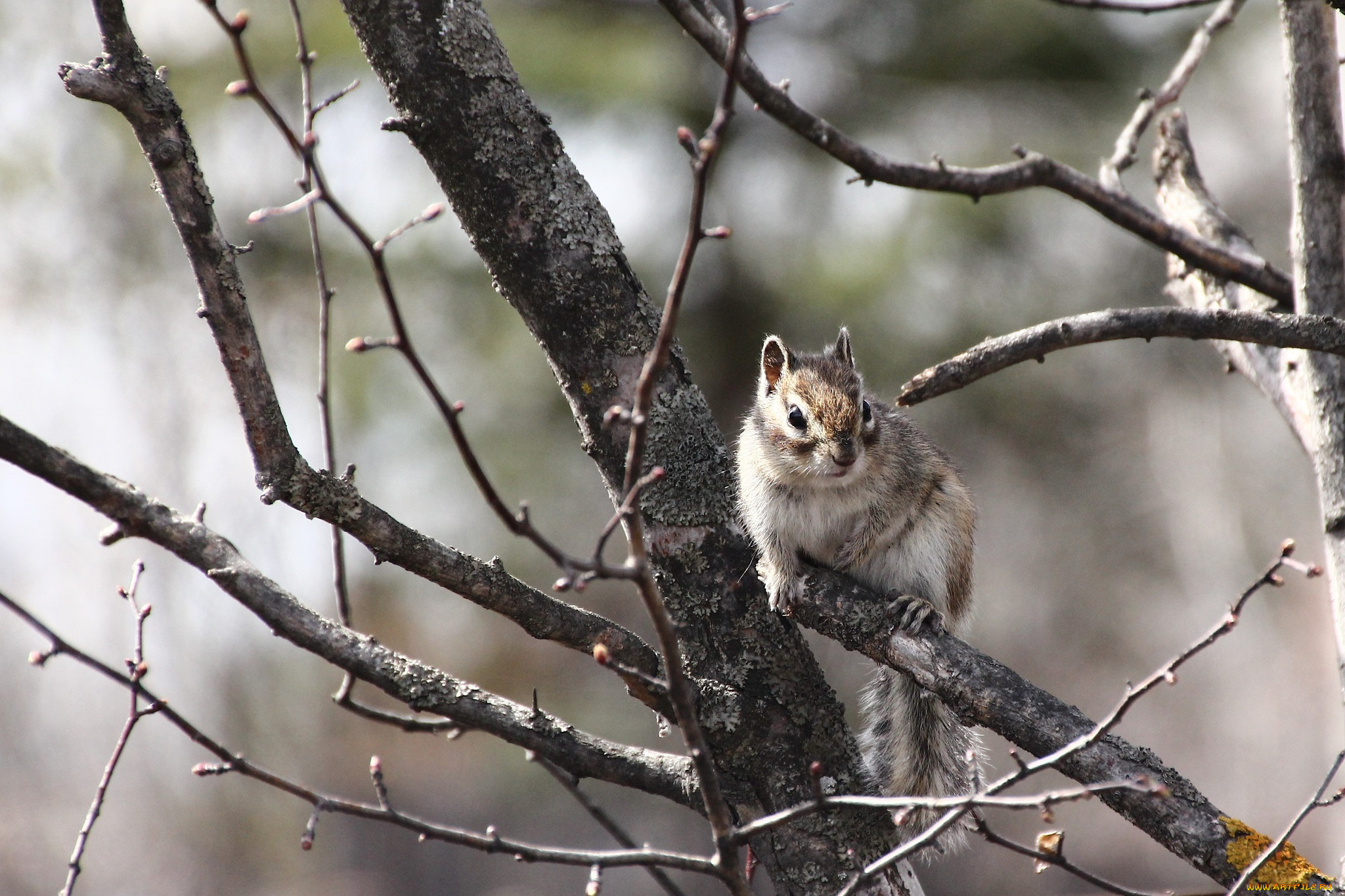 животные, бурундуки, весна, грызуны, дальний, восток, дача, дикие