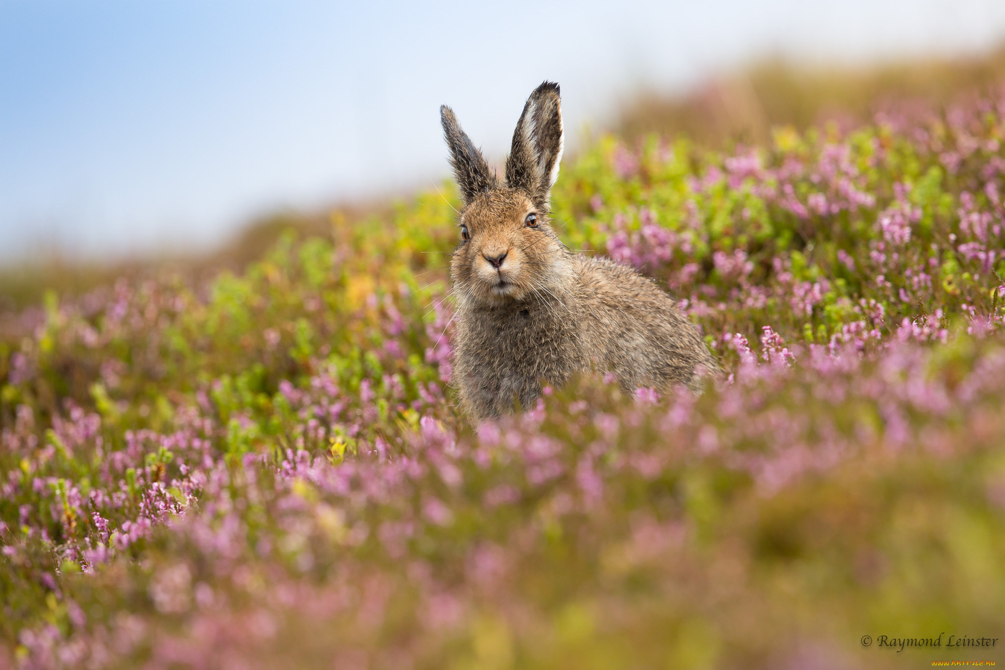 животные, кролики, , зайцы, фон, ушки, травка, кролик