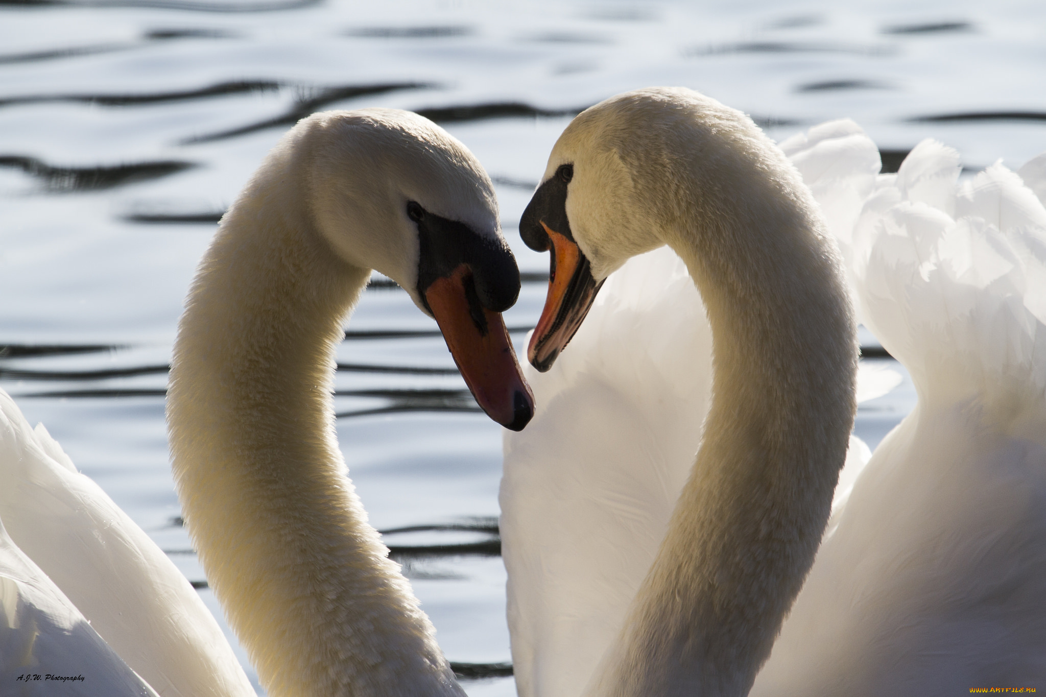 животные, лебеди, лебедь, окрас, перья, птица