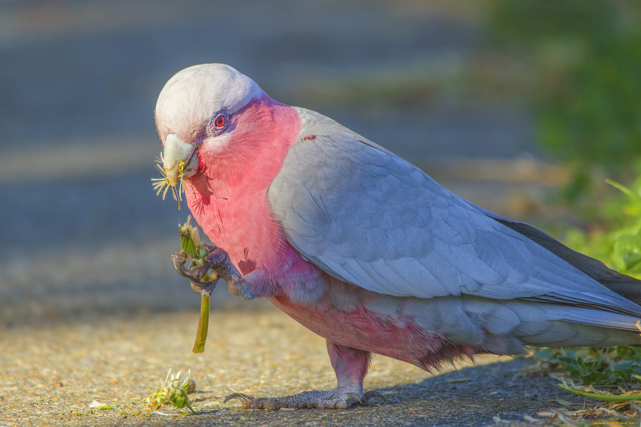 животные, попугаи, клювик, перья, окрас, попугай, птица
