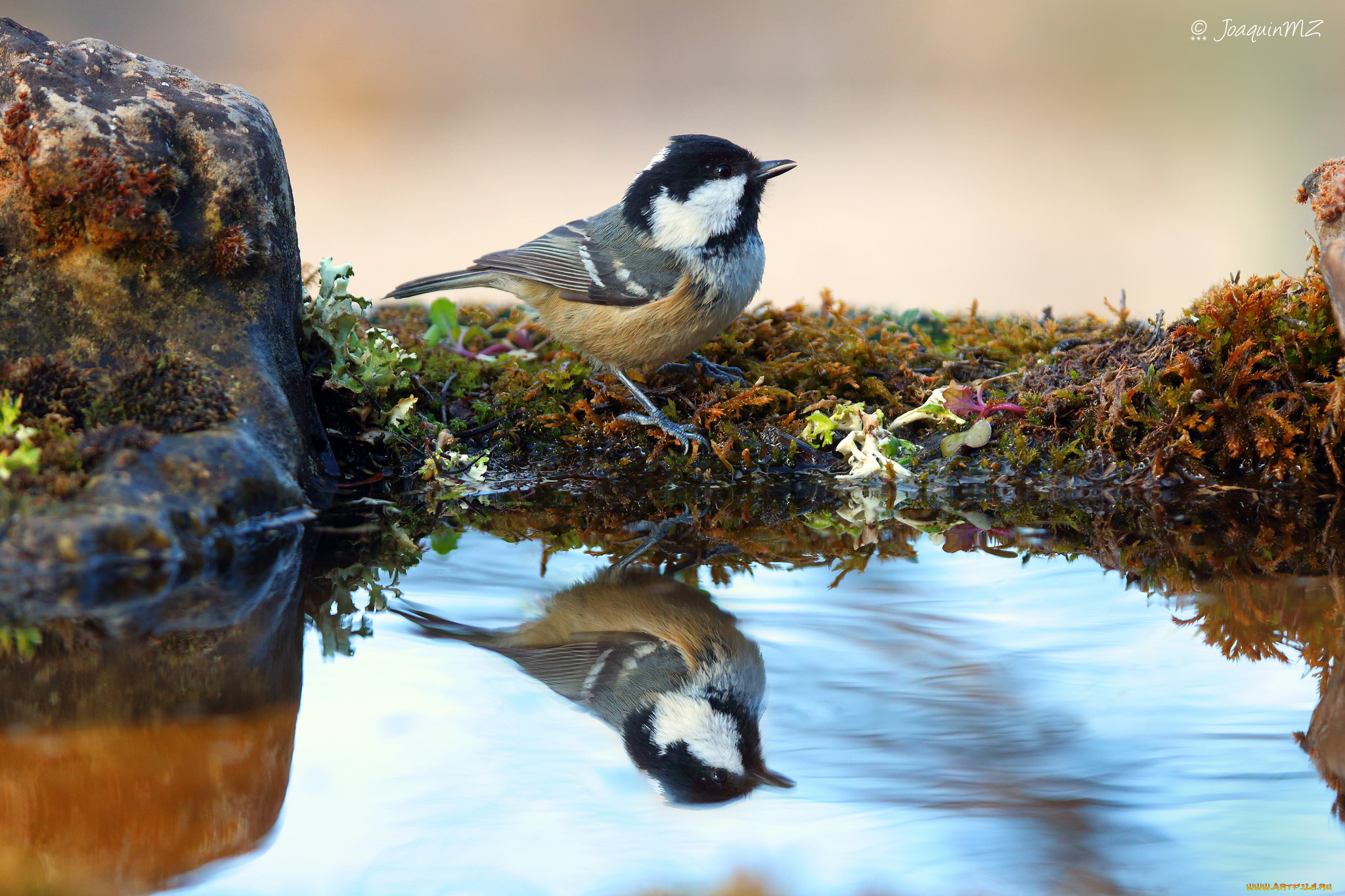 животные, птицы, птица, перья, окрас