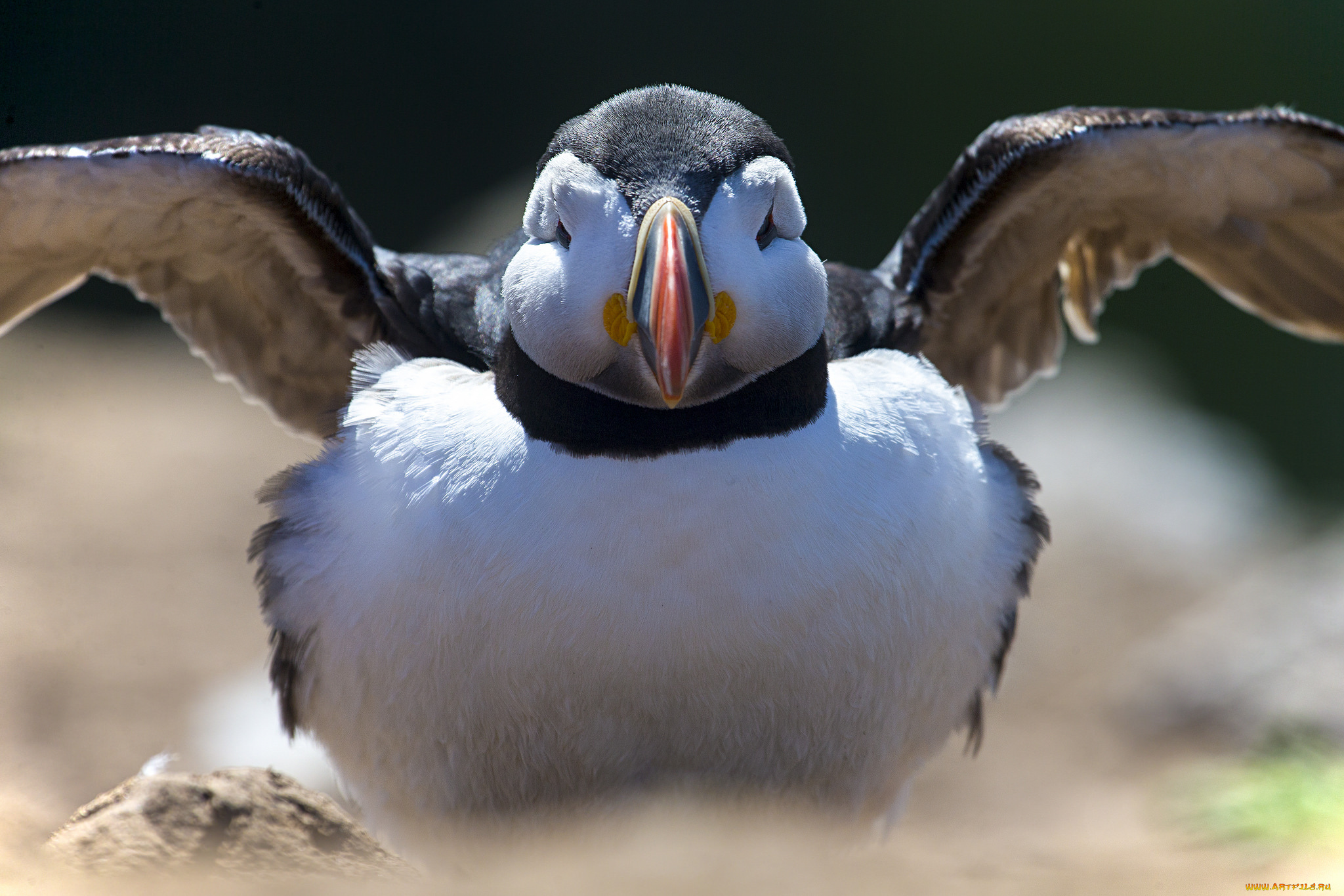 животные, тупики, тупик, атлантический, птица, профиль, puffin, цветы, блики