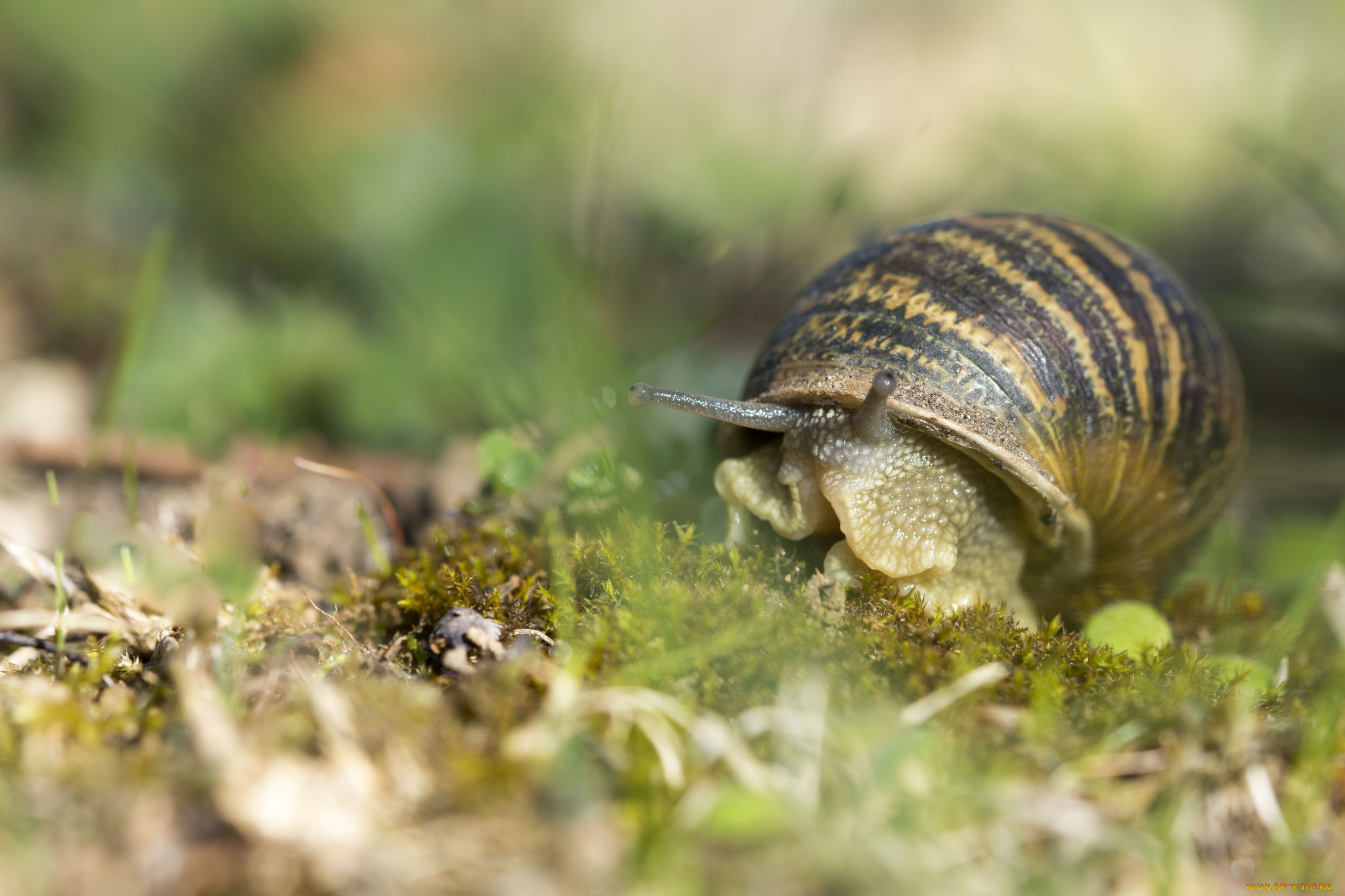 животные, улитки, улитка, панцерь, трава, макро