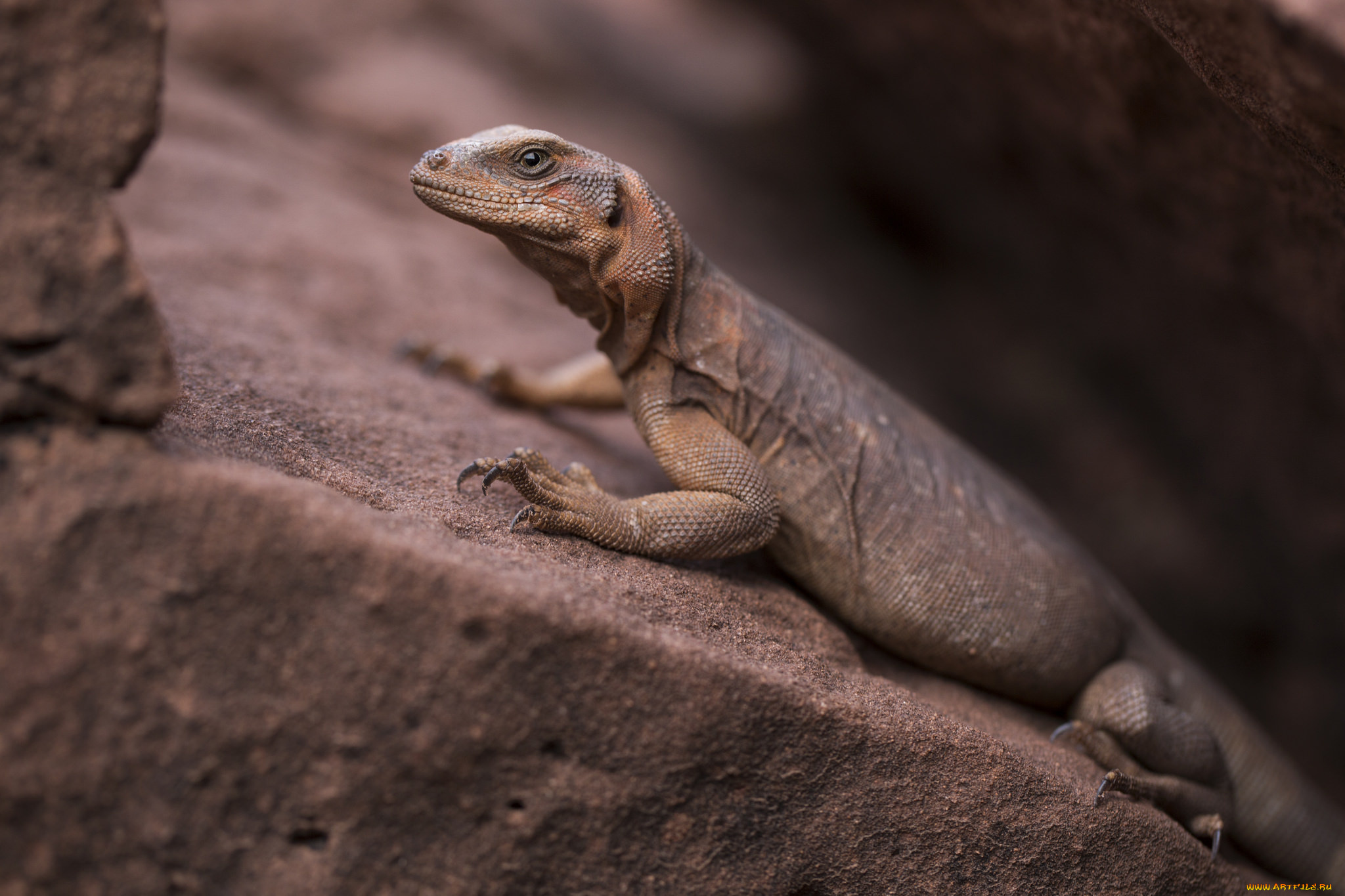 животные, Ящерицы, , игуаны, , вараны, ящерица, окрас, камень