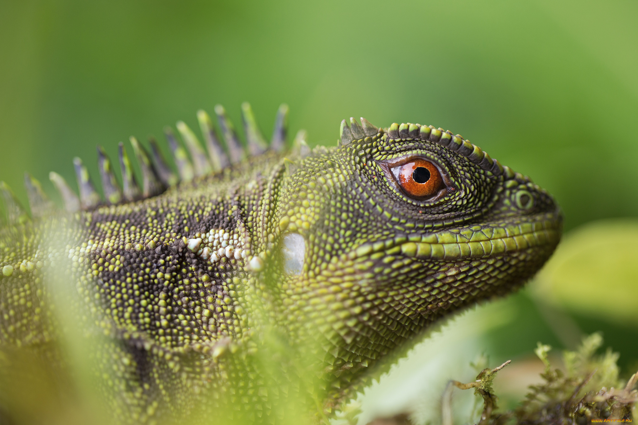 животные, Ящерицы, , игуаны, , вараны, ящерица, окрас, трава, макро