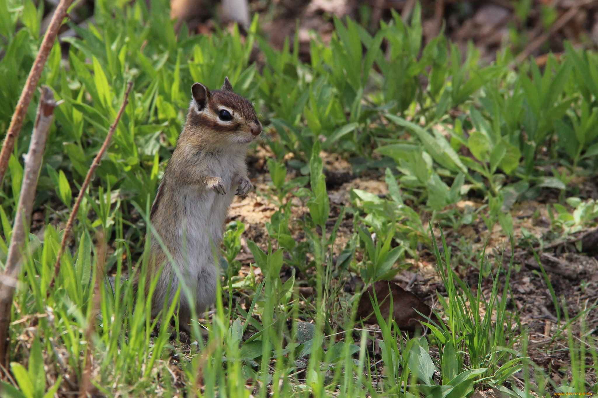 животные, бурундуки, хабаровск, май, грызуны, дача, дальний, восток, весна