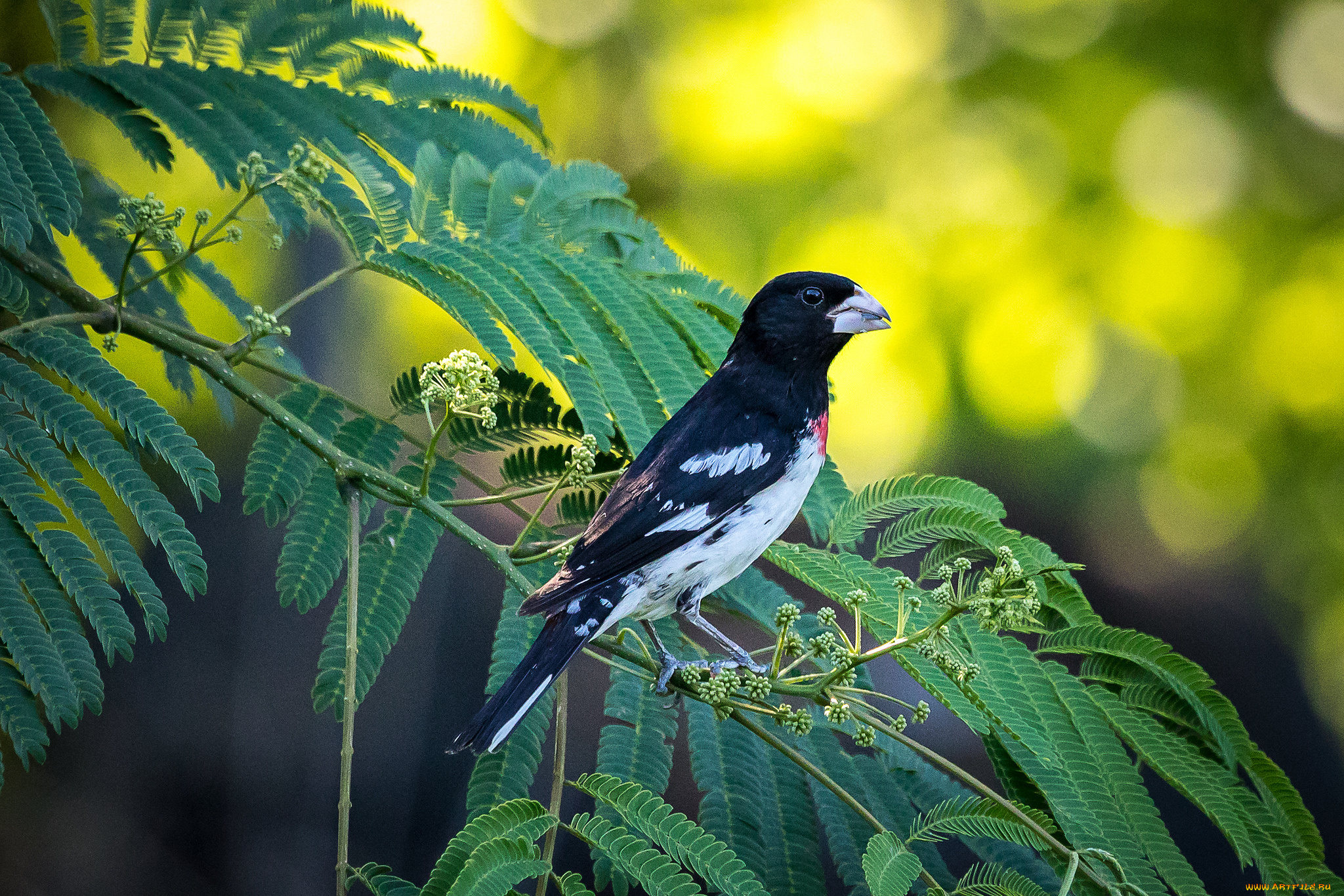 животные, птицы, птица, окрас, перья, клюв