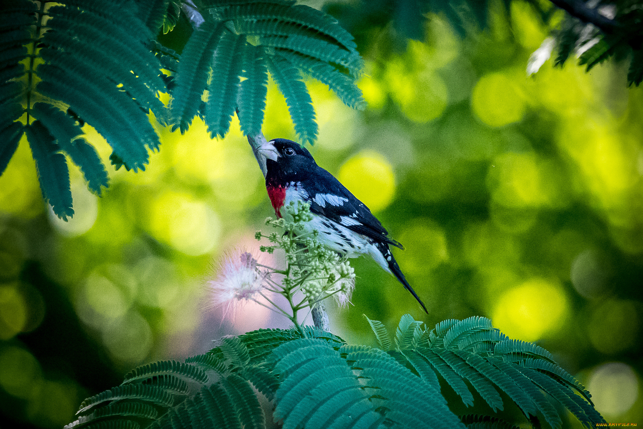 животные, птицы, птица, окрас, перья, забавная