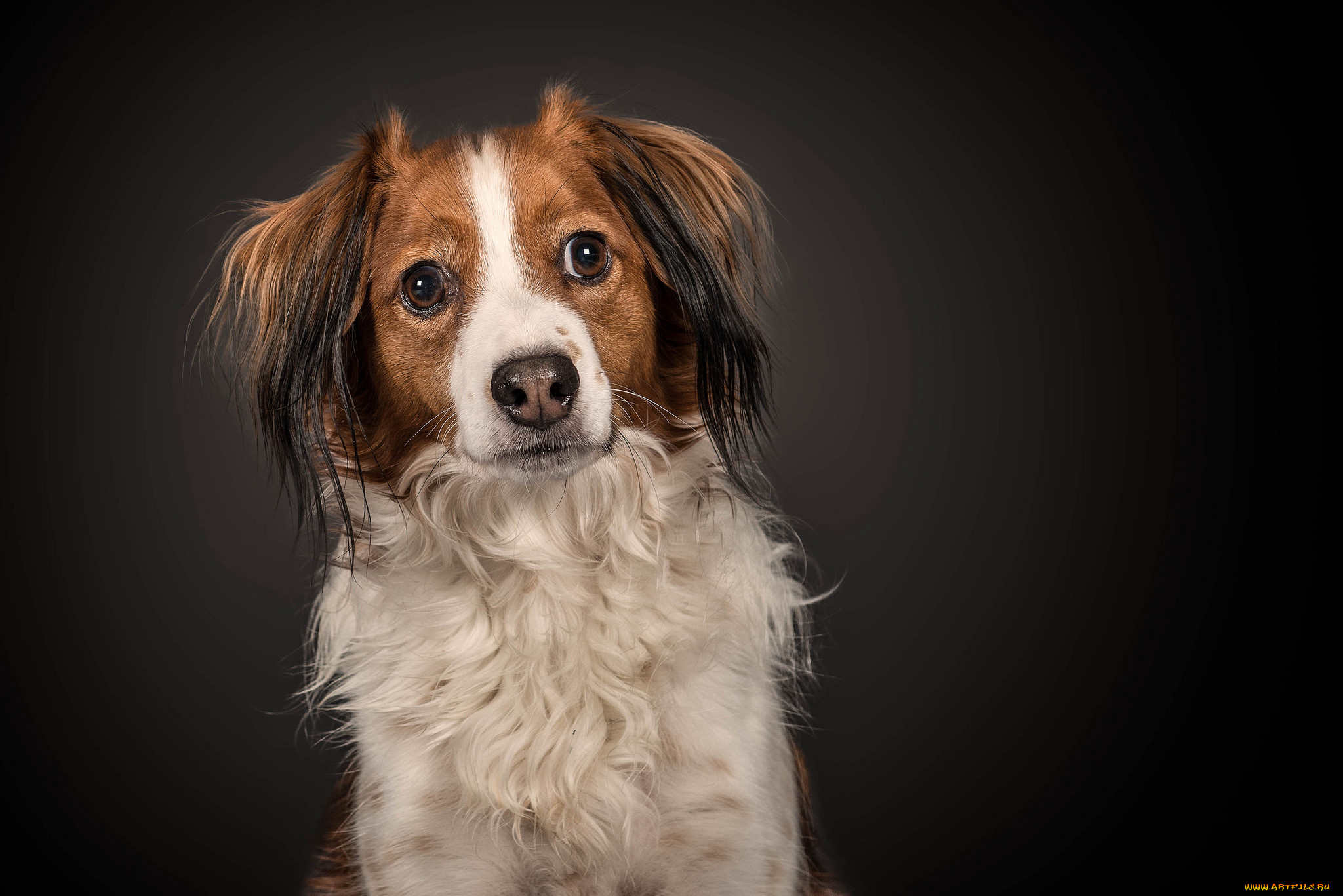 животные, собаки, собака, окрас, шерсть, порода, животное