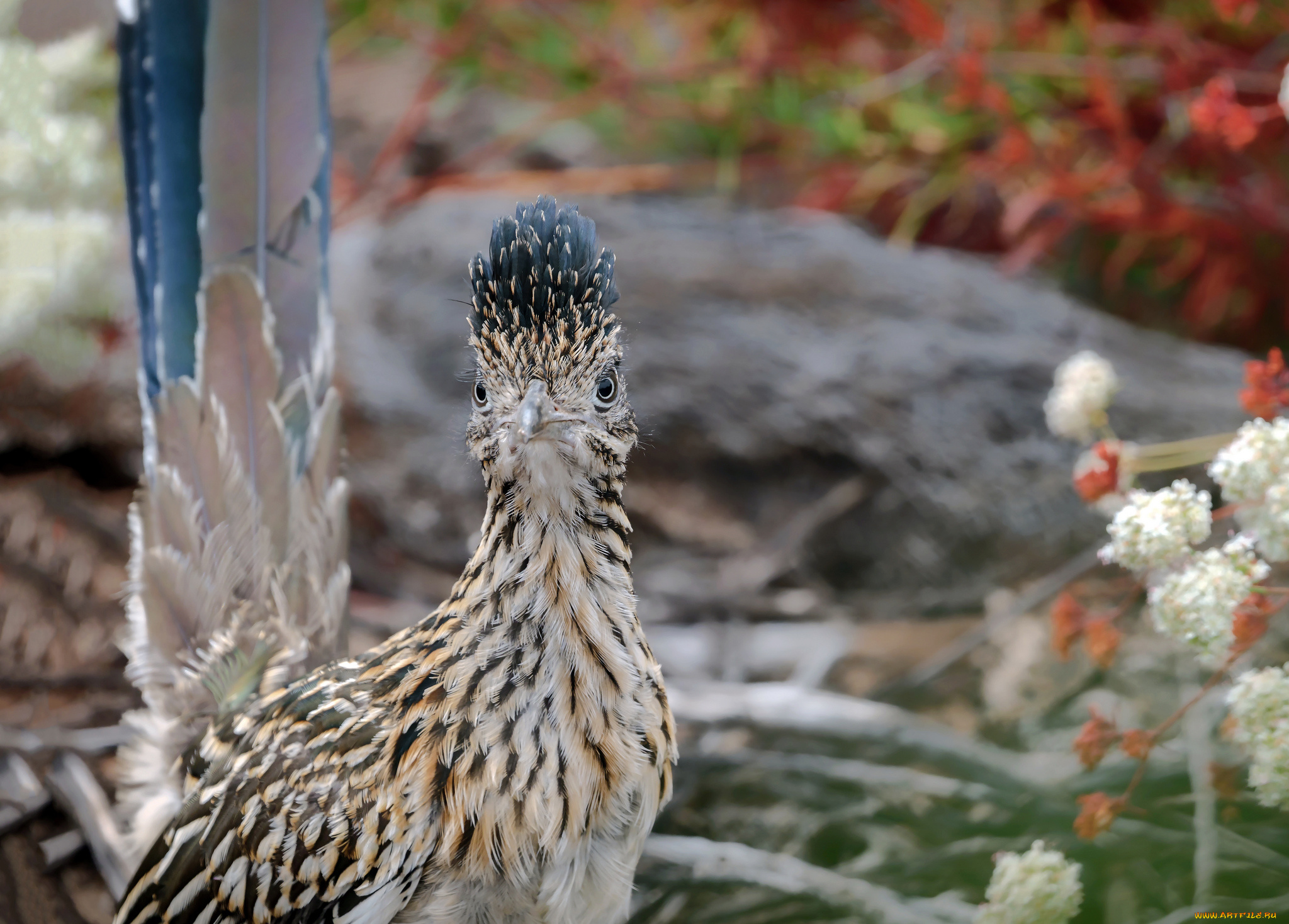 животные, птицы, птица, окрас, перья, забавная