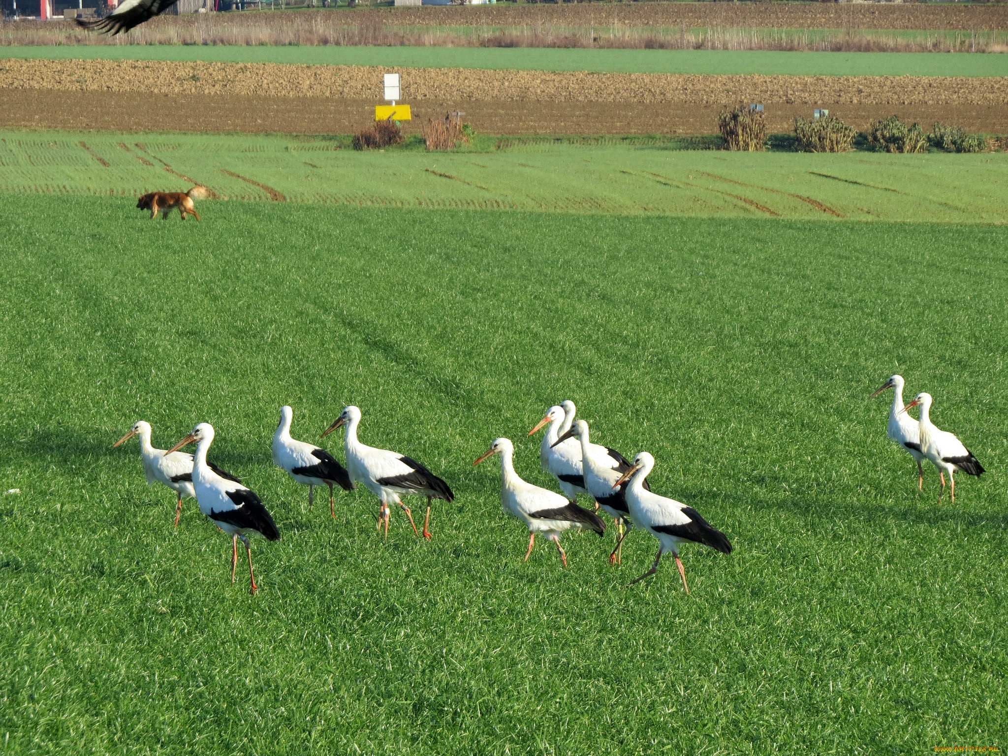 животные, журавли, птицы, поле