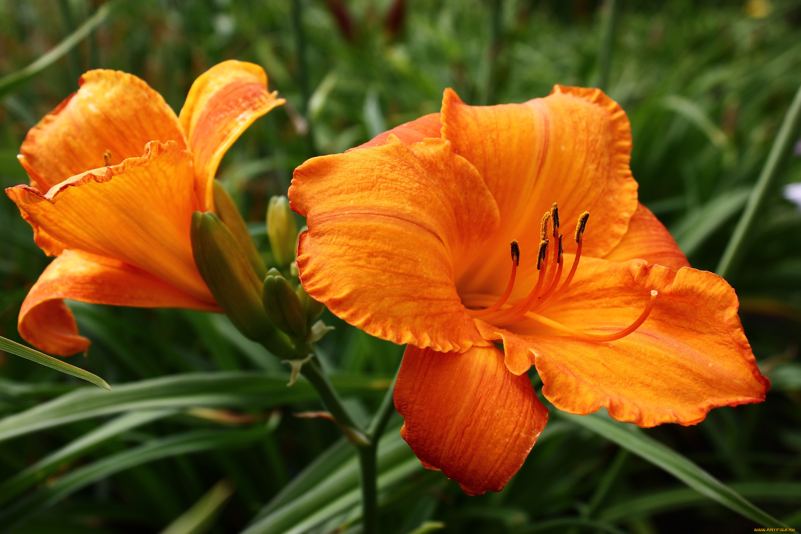 цветы, лилии, , лилейники, дача, лето, лилейники, рц, сад, цк