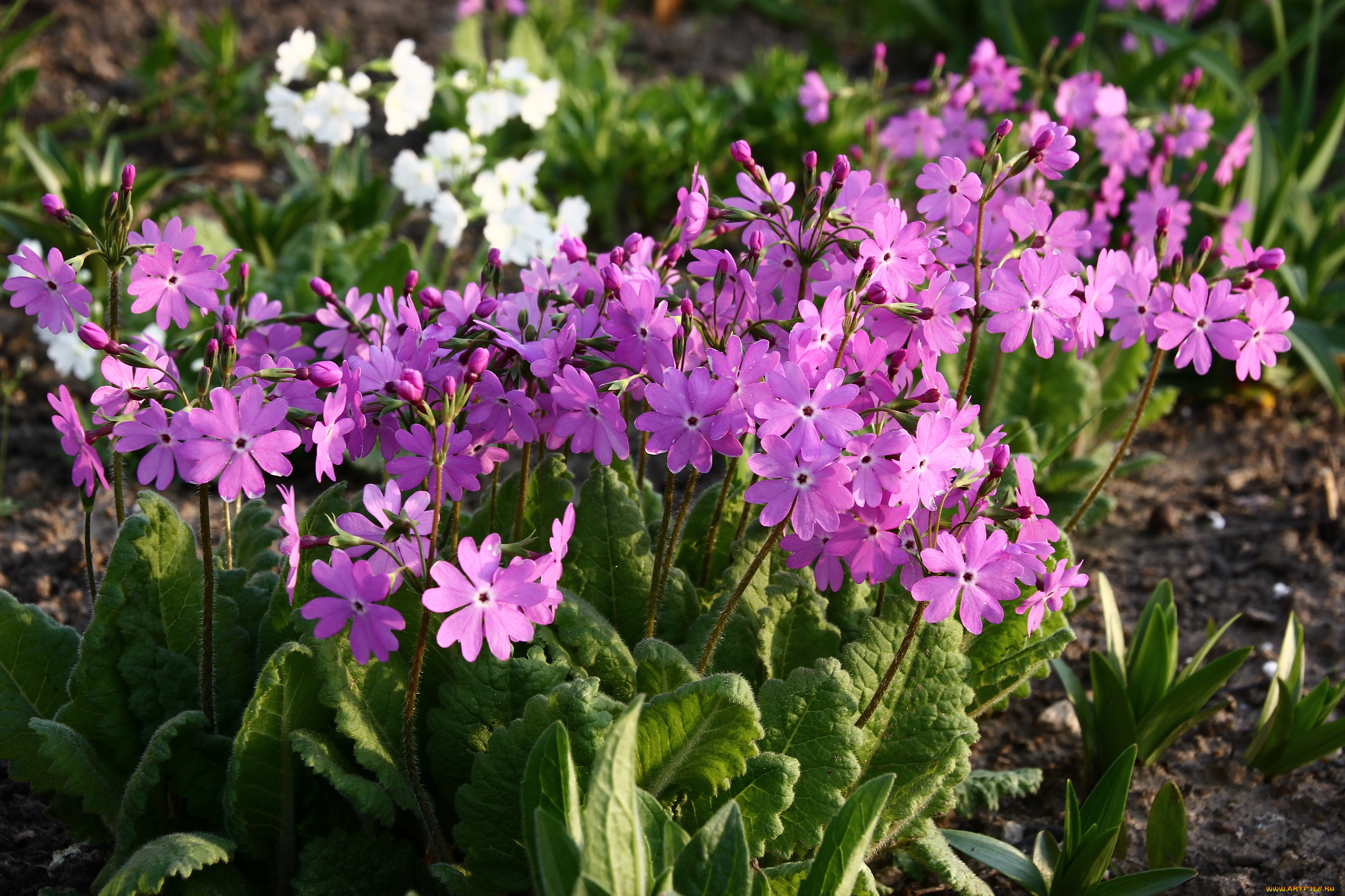 цветы, примулы, цветение, сад, примула, мбг, весна, дача, май