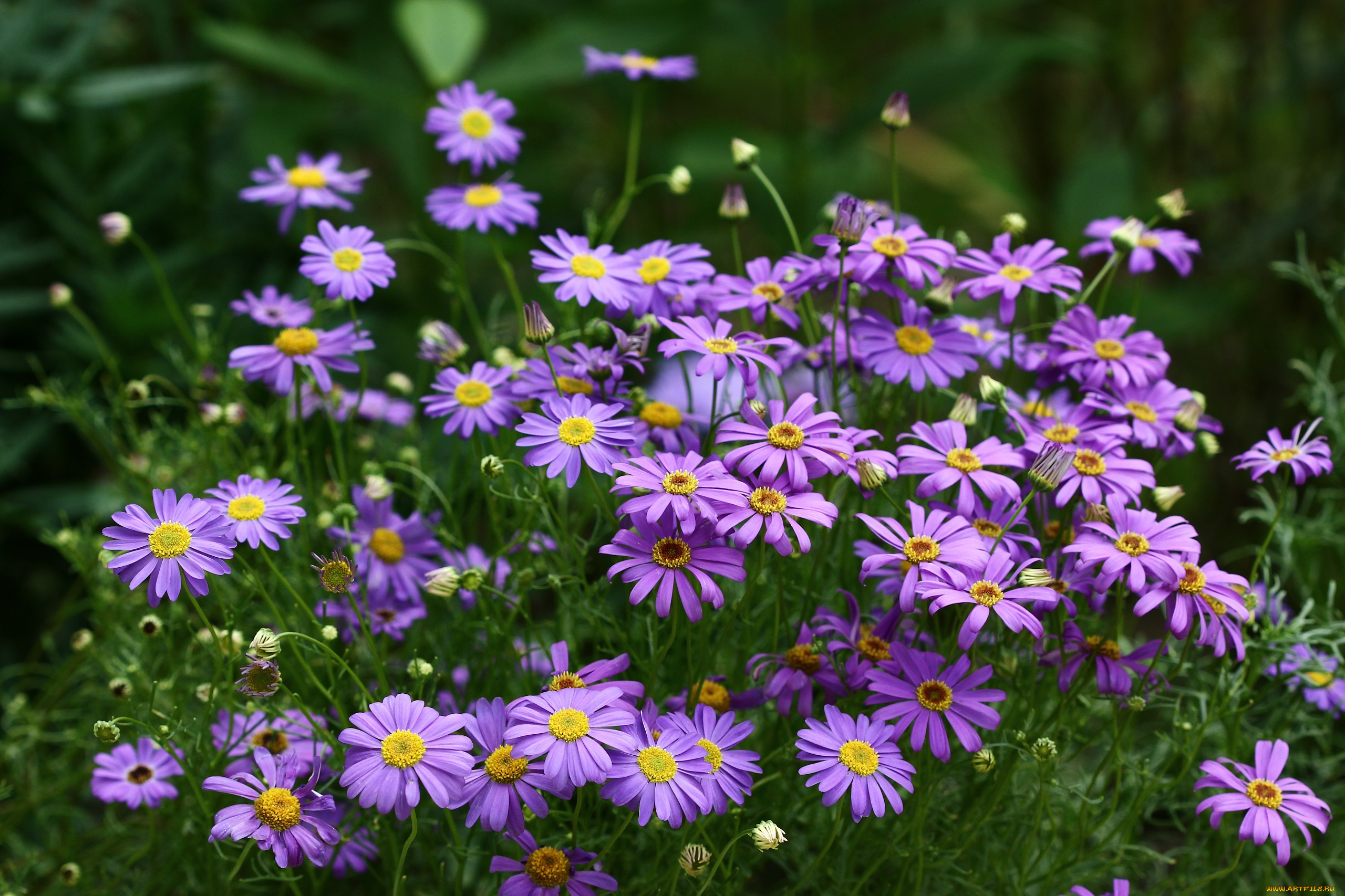 цветы, ромашки, брахикома, июль, дача, цветение, сад, лето