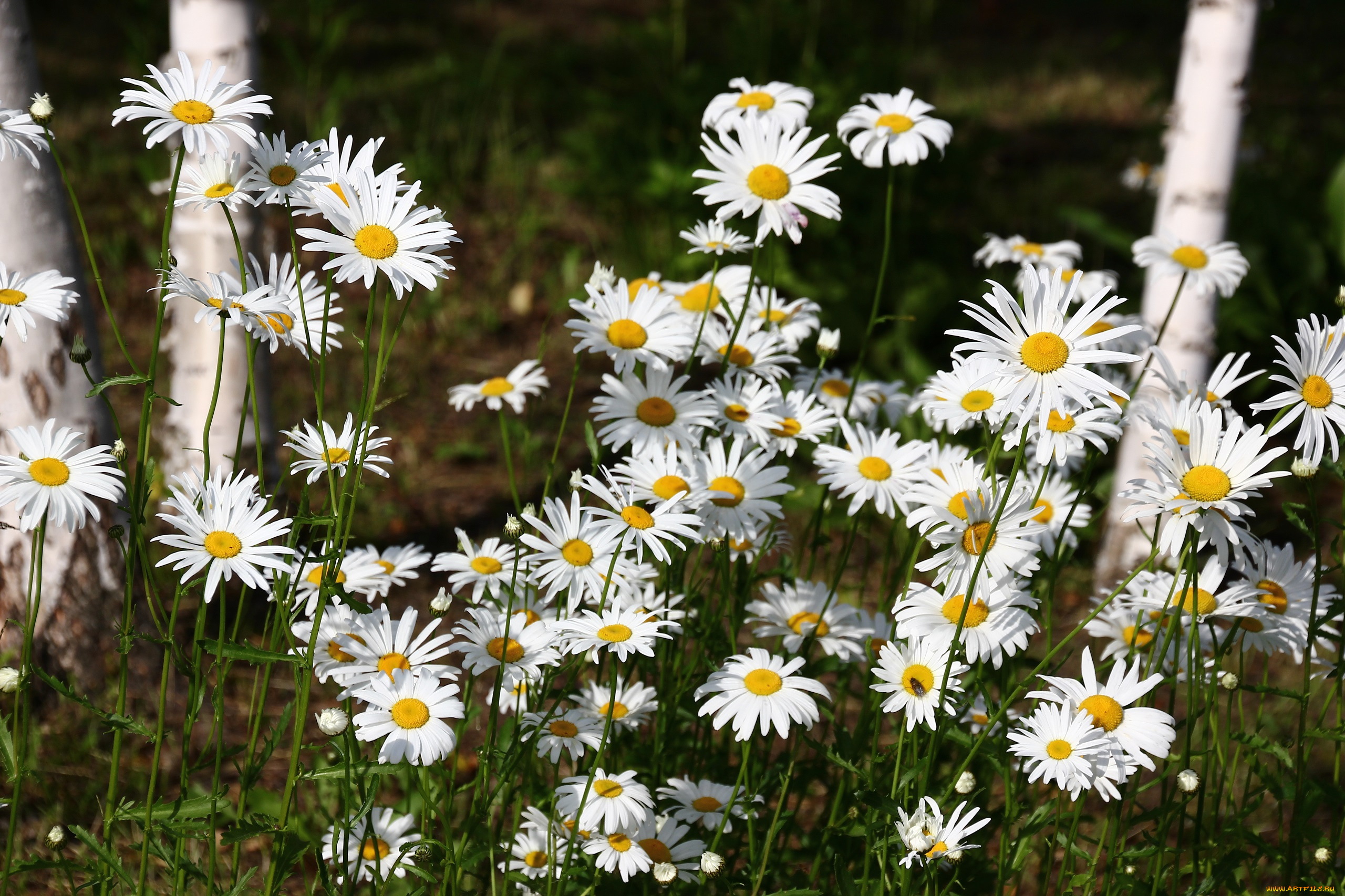 цветы, ромашки, июнь, лето, цветение