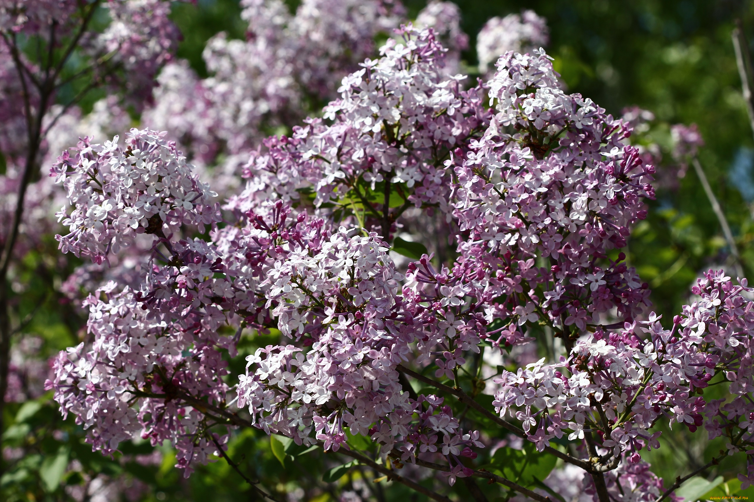 цветы, сирень, сад, весна, дача, май, цветение