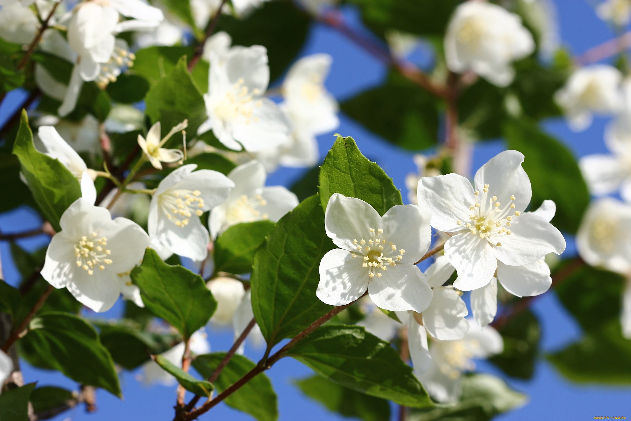 цветы, жасмин, цветущие, кустарники, июнь, чубушник, цветение