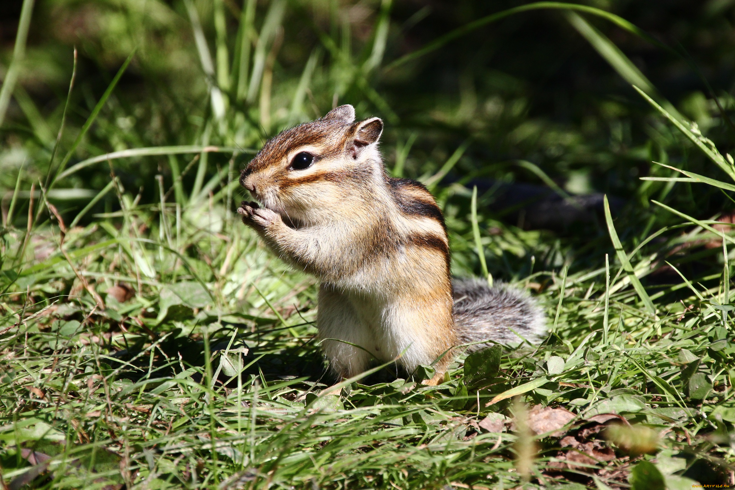 животные, бурундуки, грызуны, дальний, восток, дикие, хабаровск