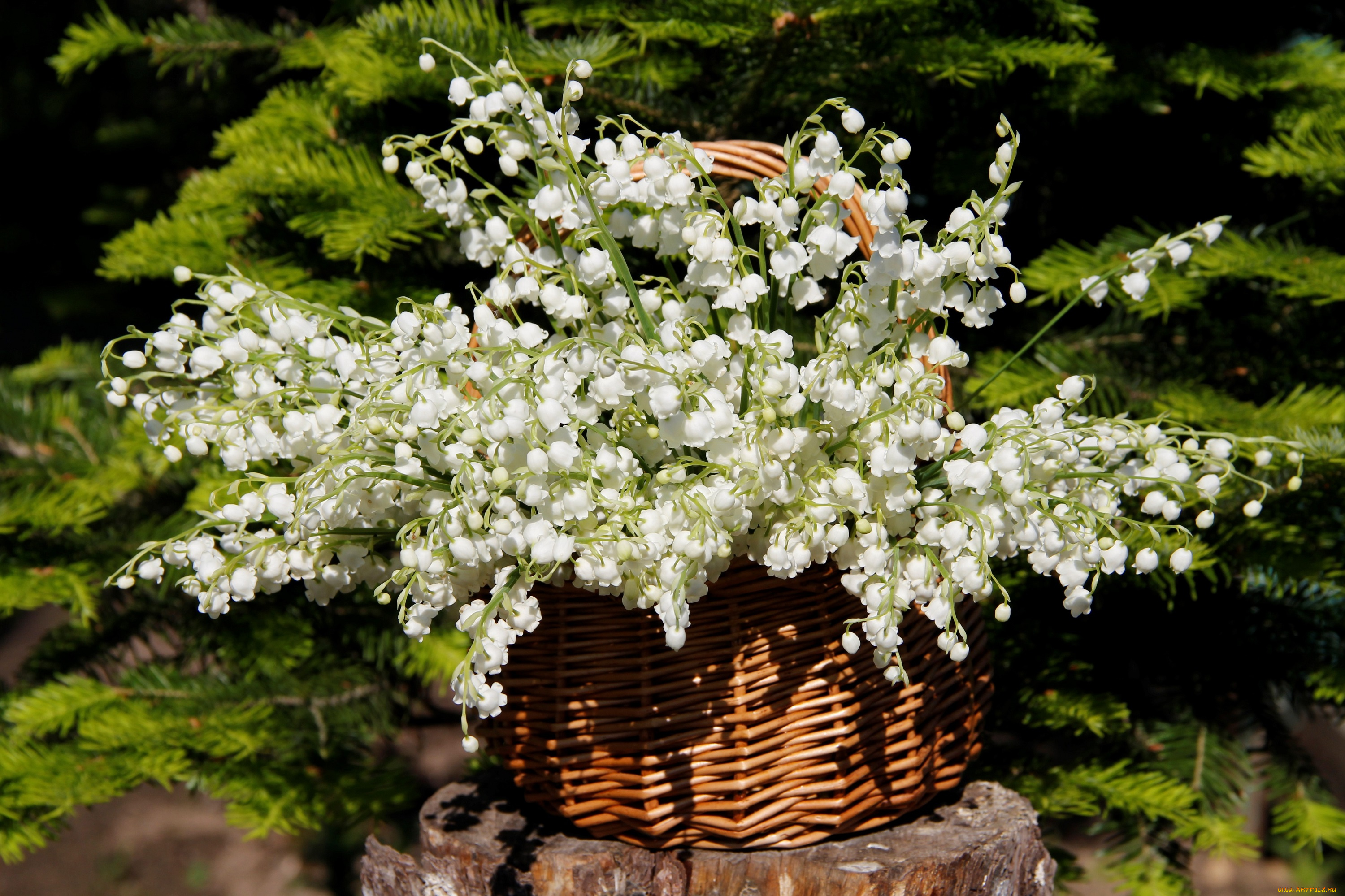 цветы, ландыши, цветение, нфд, солнце, май, сад, природа, дача, весна