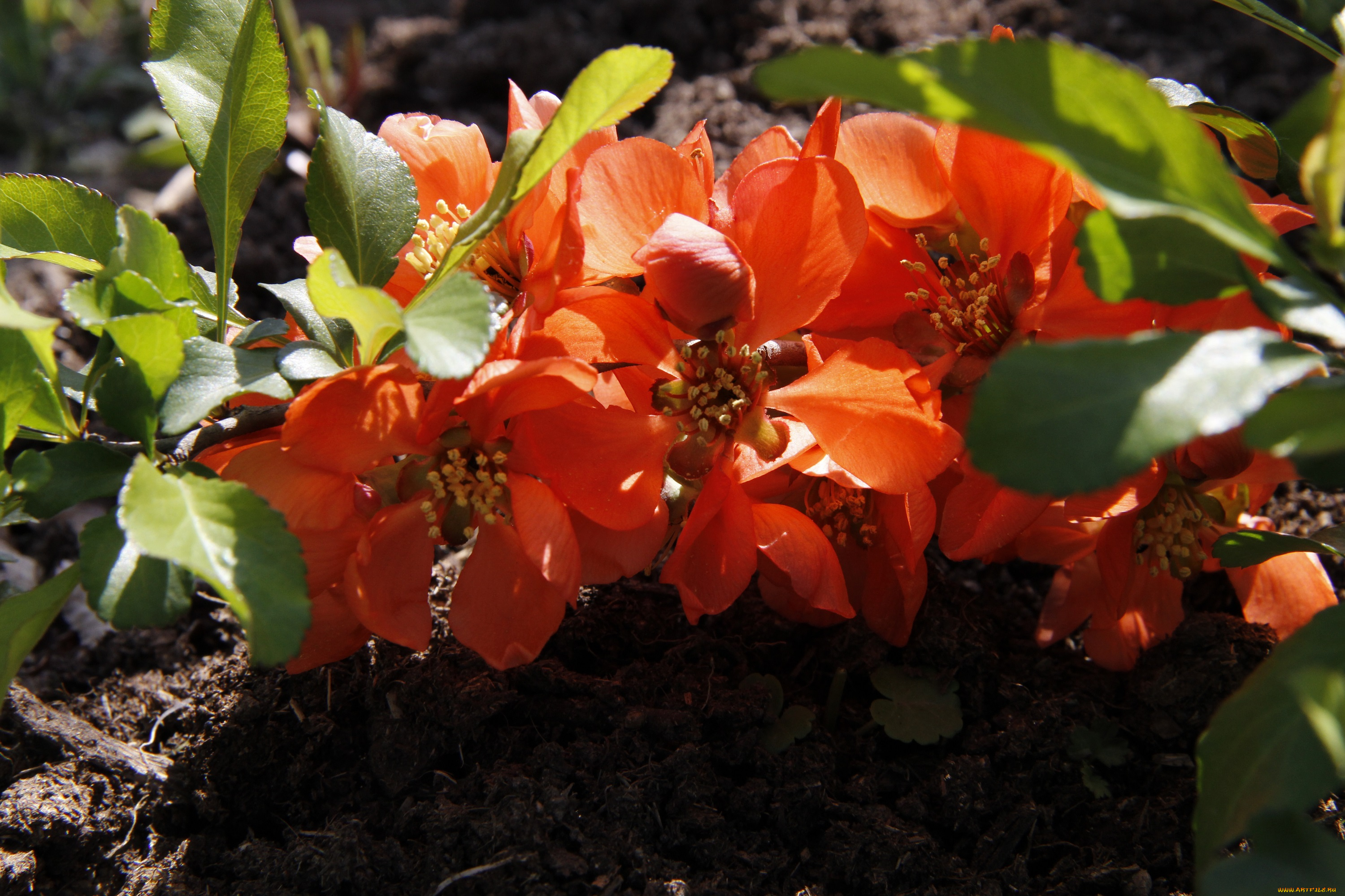 цветы, айва, дача, весна, природа, цветущие, кустарники, сад, декоративно-цветущие, май, японская