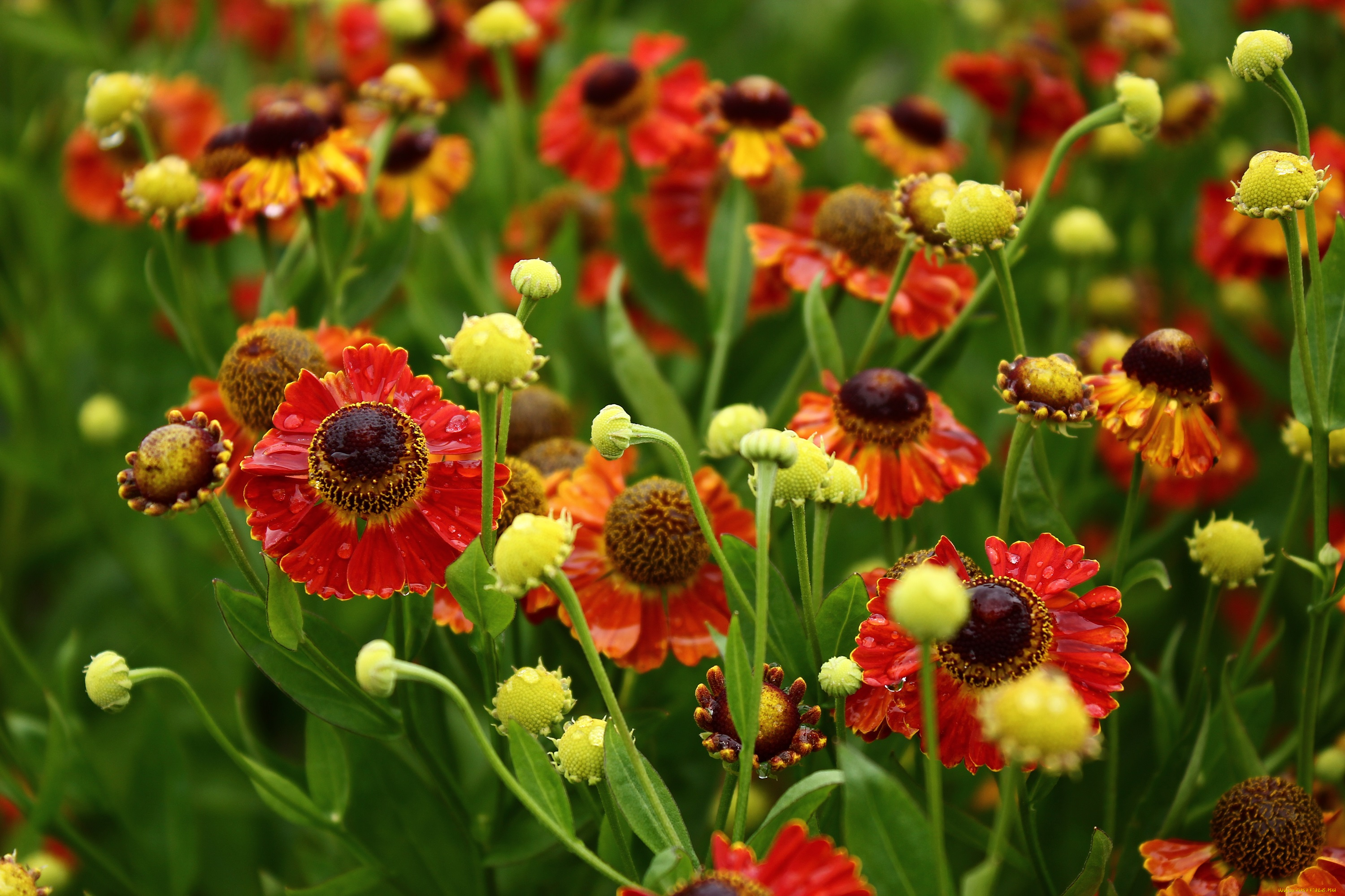 цветы, гелениум, август, дача, дождь, лето, сад