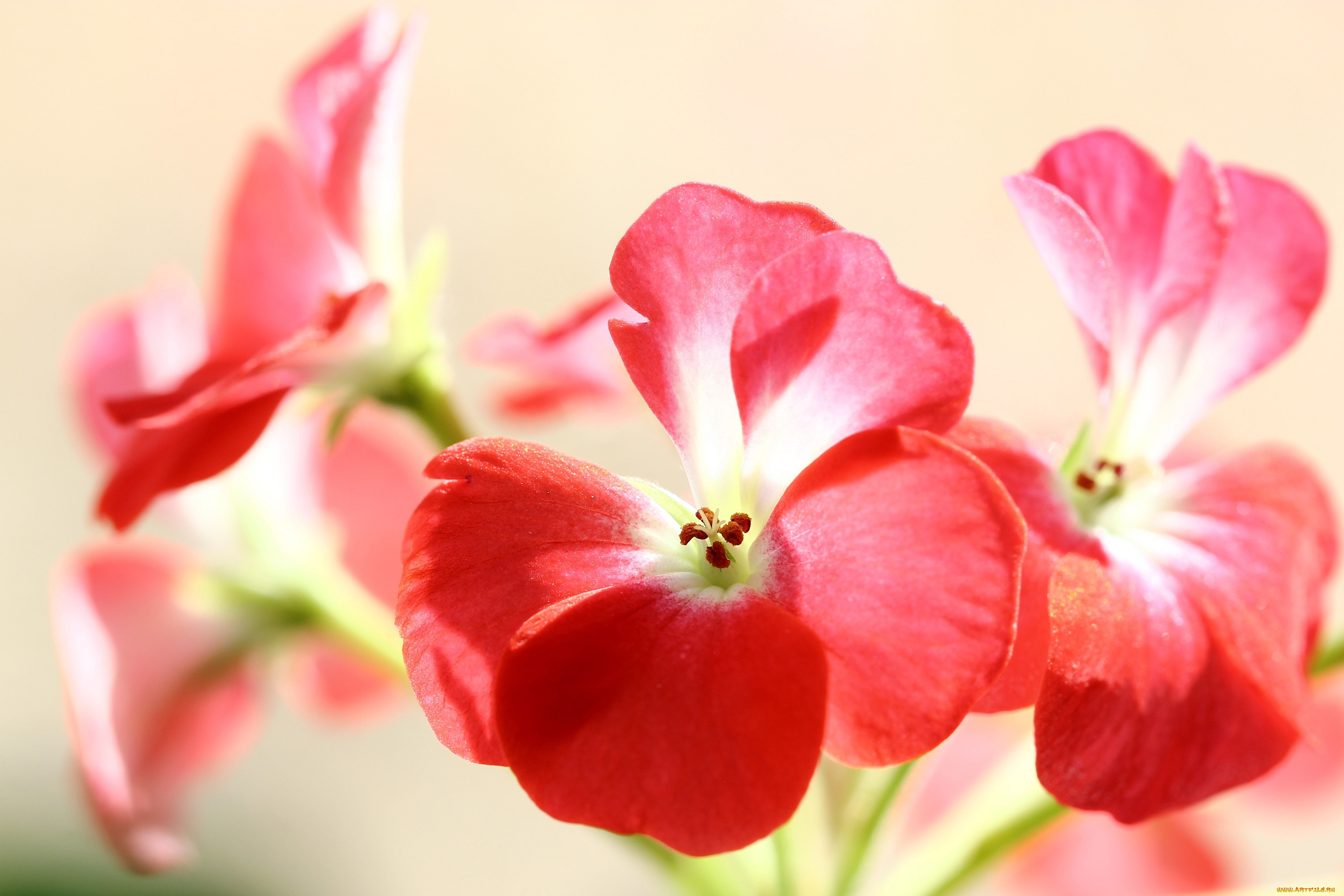 цветы, герань, весна, дом, макро, март, мбг, нфд, окно, дома, на, окне