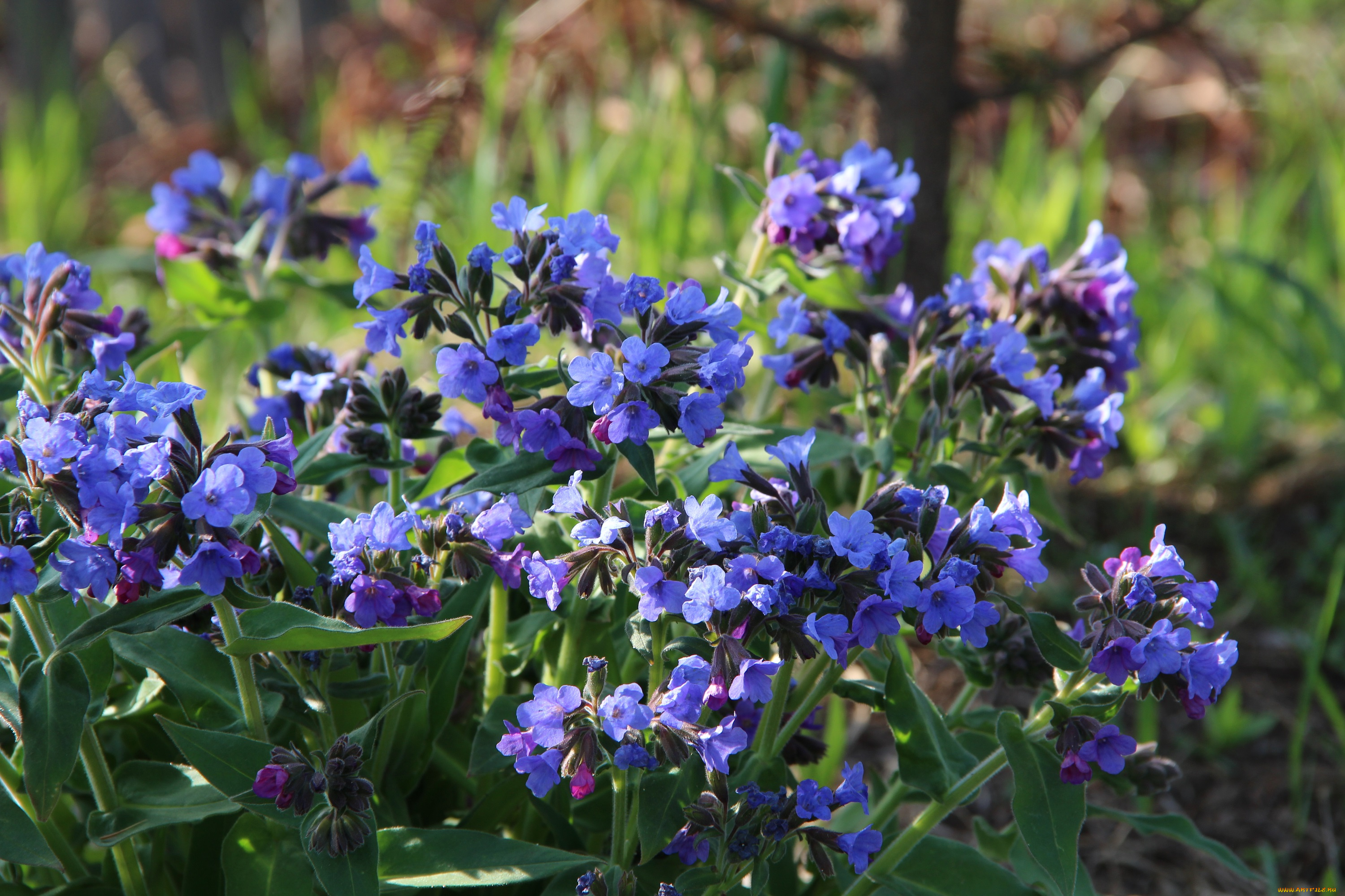 цветы, хабаровск, весна, весеннецветущие, май, дальний, восток, первоцветы, медуница