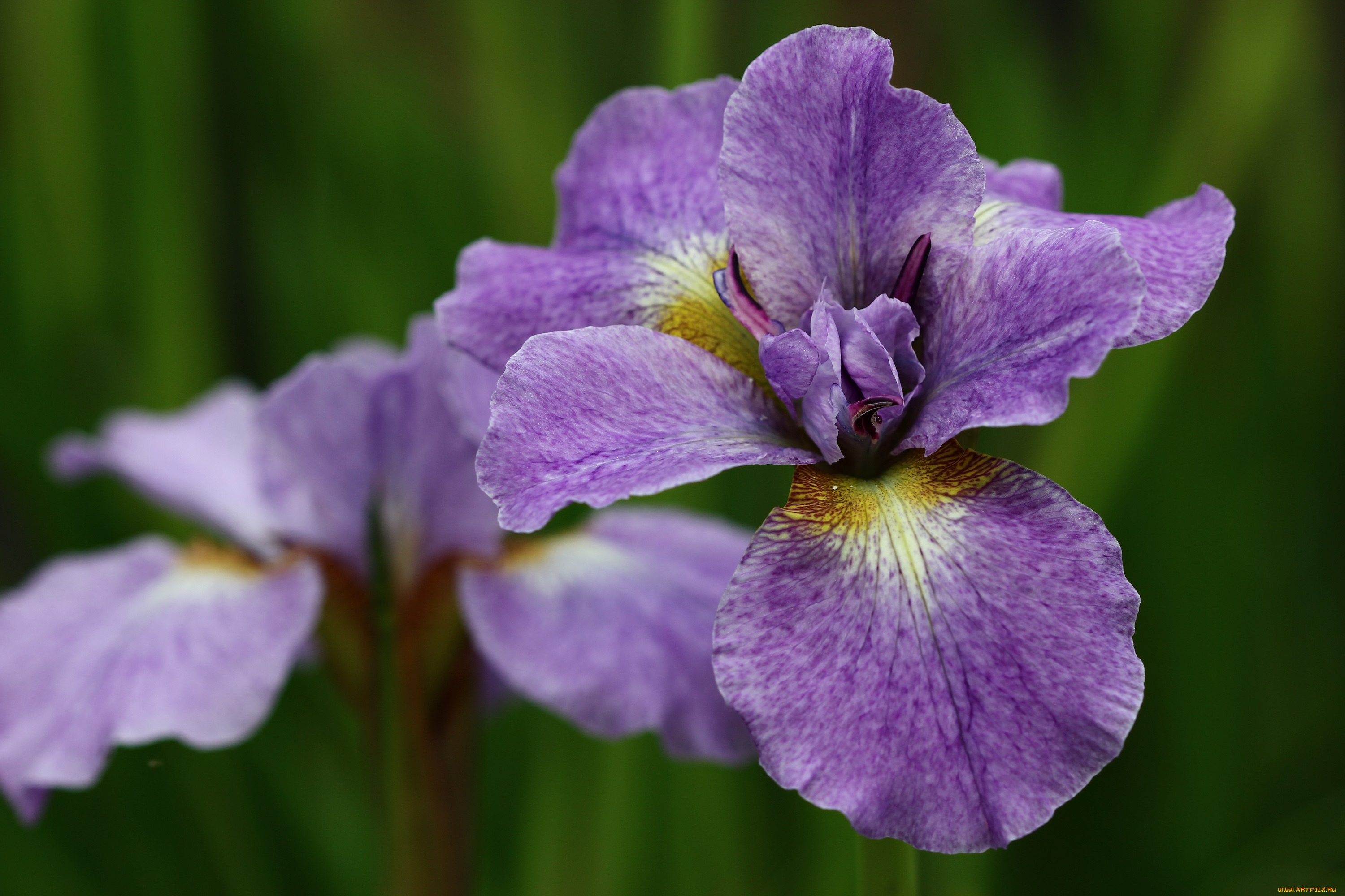 цветы, ирисы, дача, сибирские, июнь, лето, сад