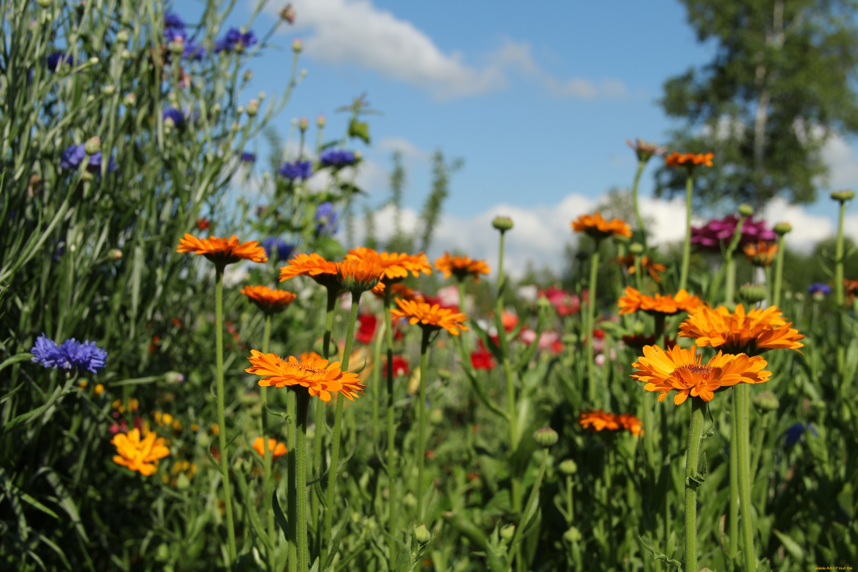 цветы, календула, июль, васильки, лето, природа, дача
