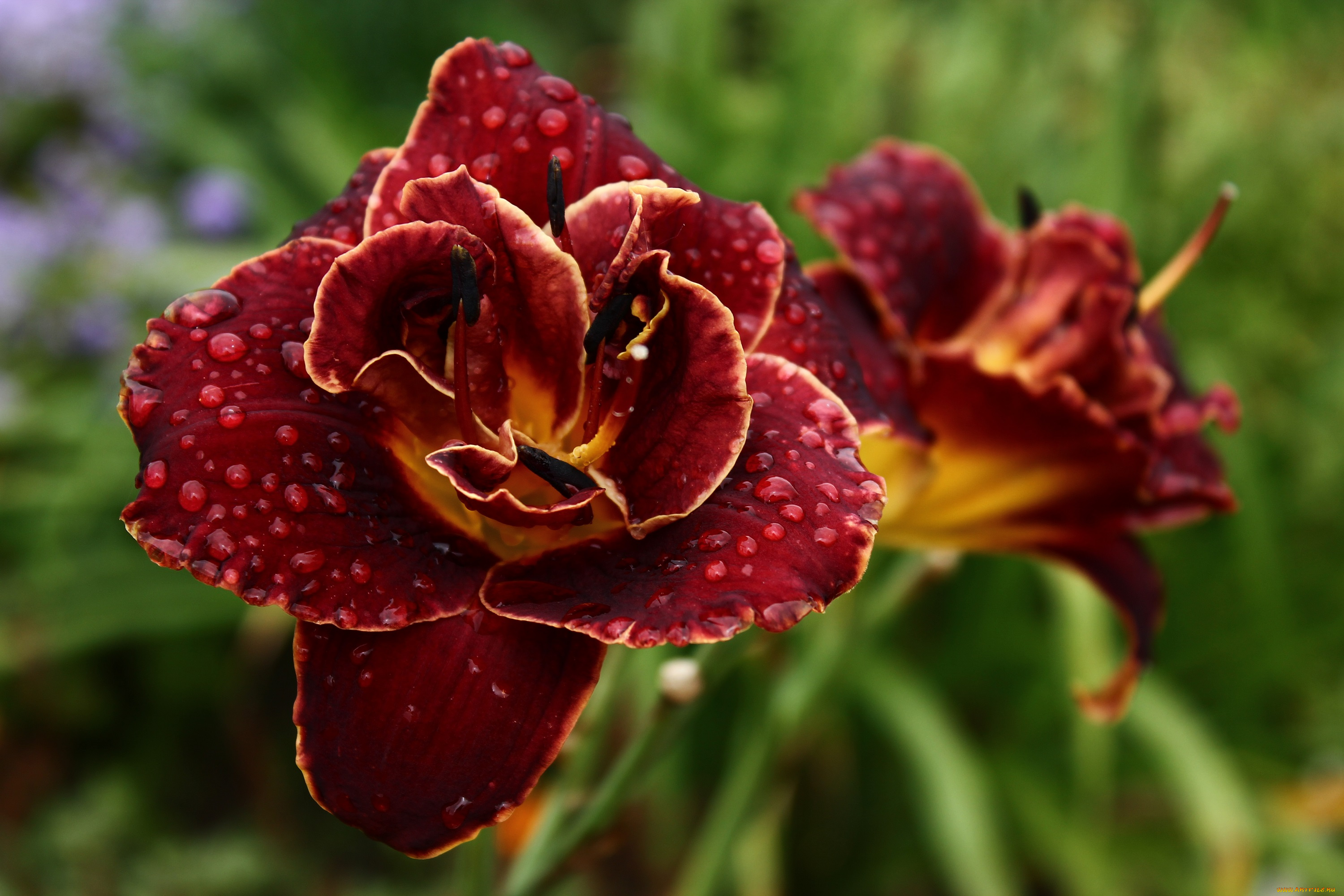 цветы, лилии, , лилейники, август, дача, дождь, капли, дождя, лето, лилейники