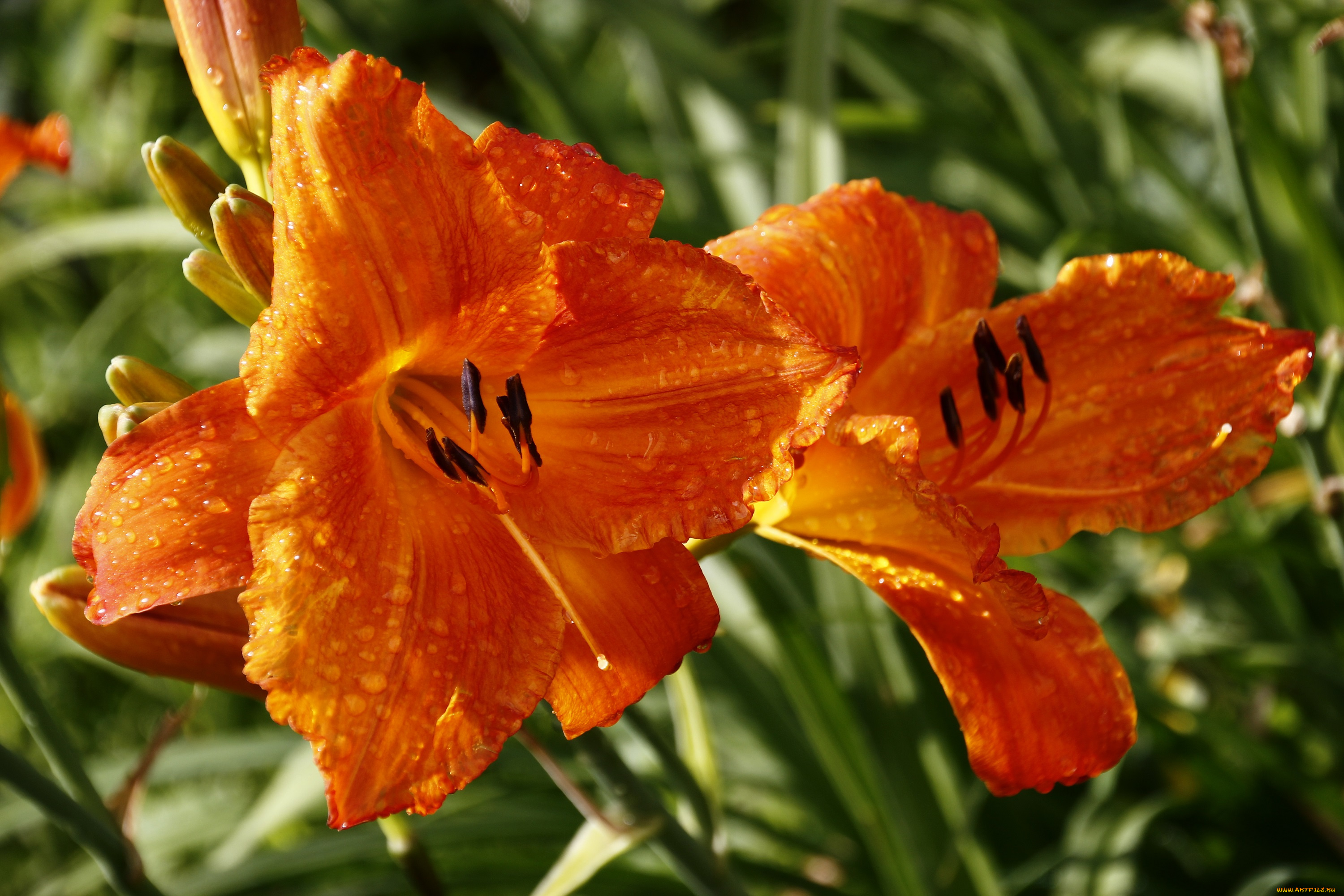 цветы, лилии, , лилейники, дождь, дача, август, сад, лилейники, лето, капли, дождя