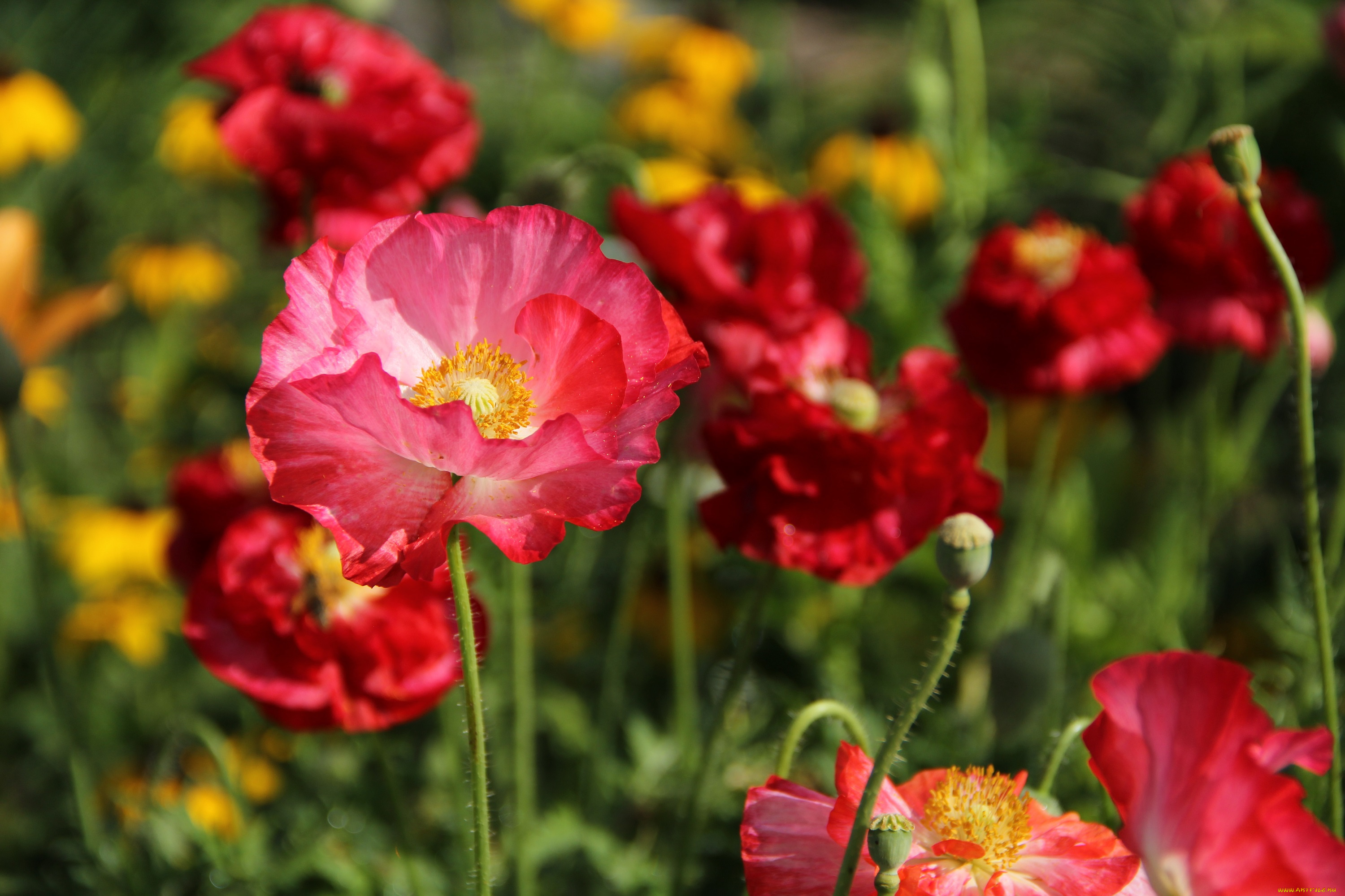 цветы, маки, сад, лето, июль, дача