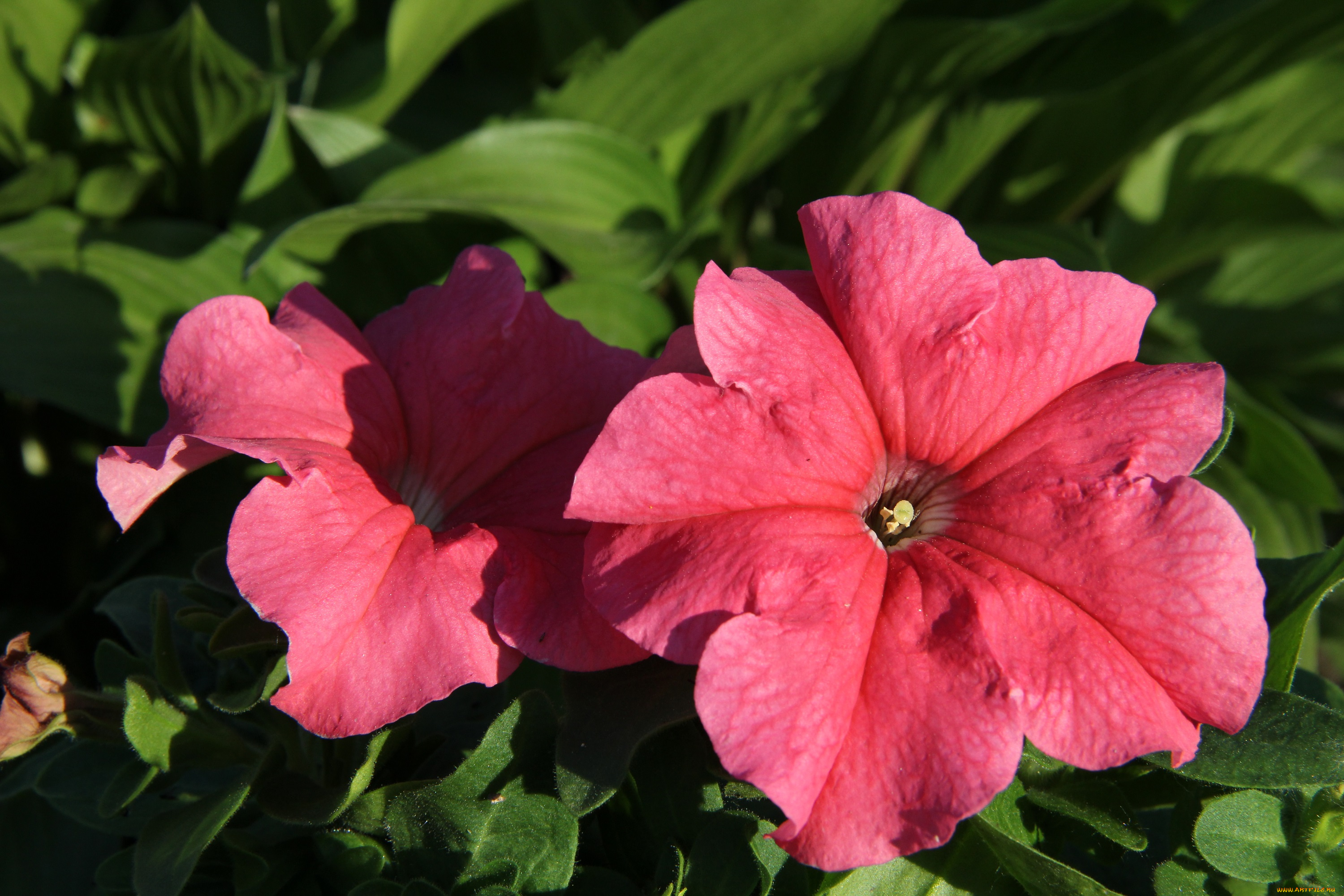 цветы, петунии, , калибрахоа, лето, июнь, дача, сад