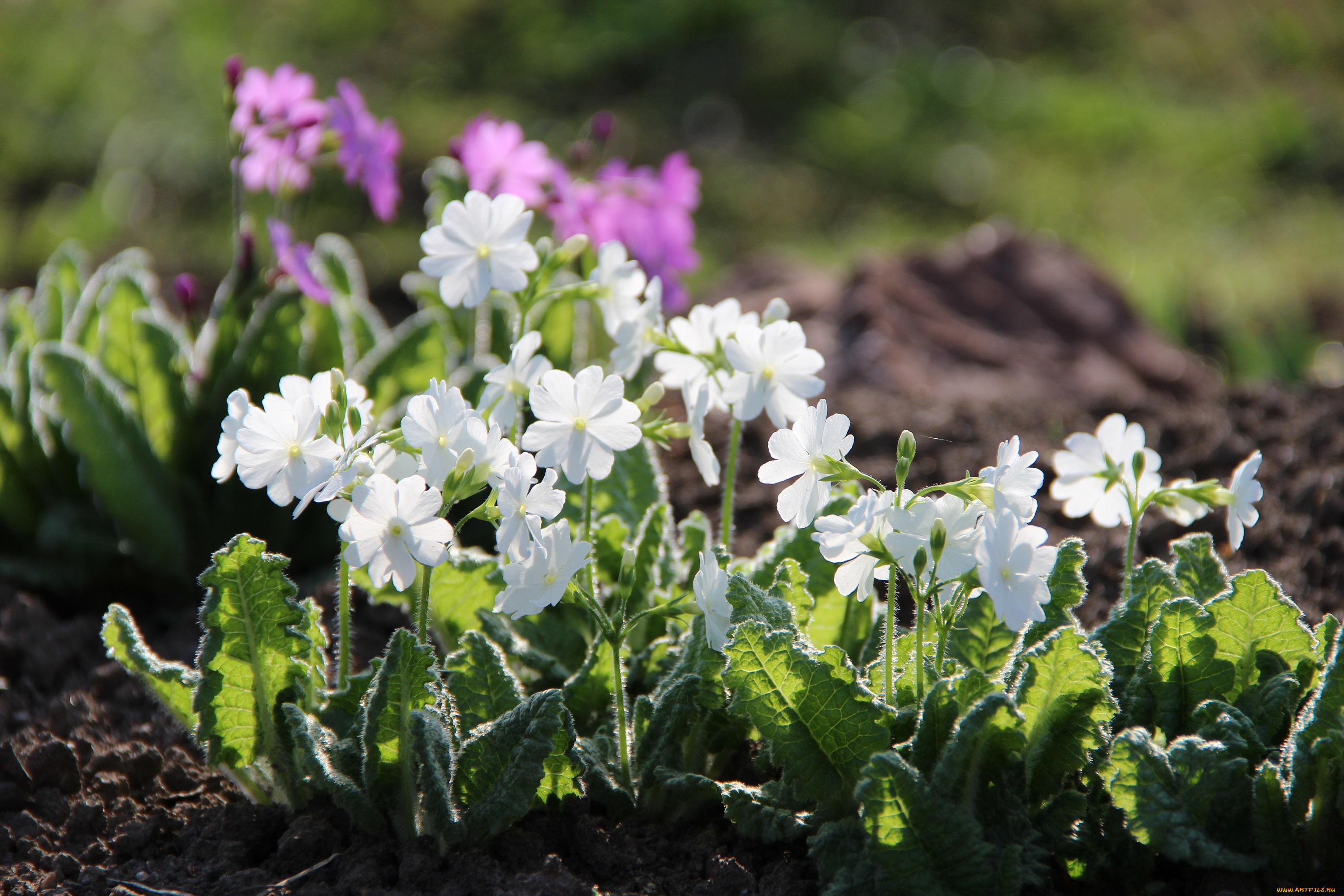 цветы, примулы, примула, май, красота, весна, весеннецветущие