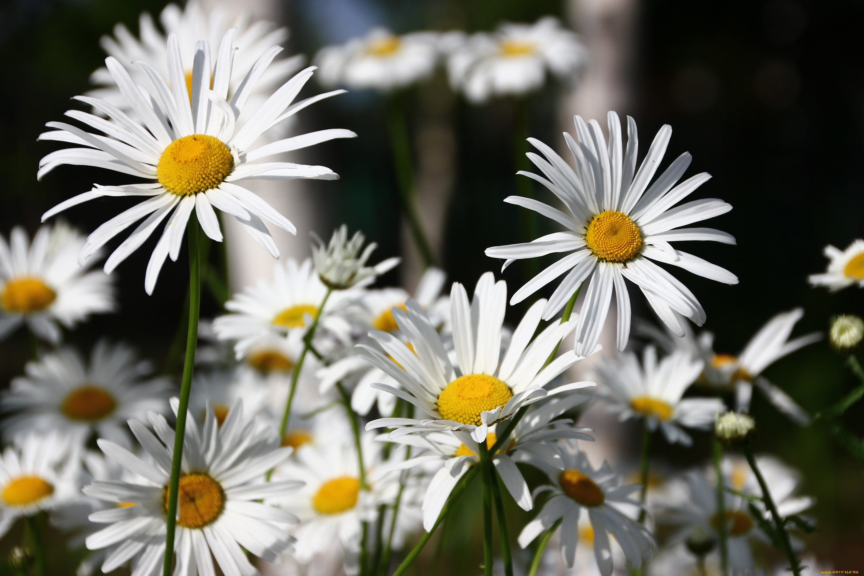 цветы, ромашки, ромашка, лепестки, цветение, белая
