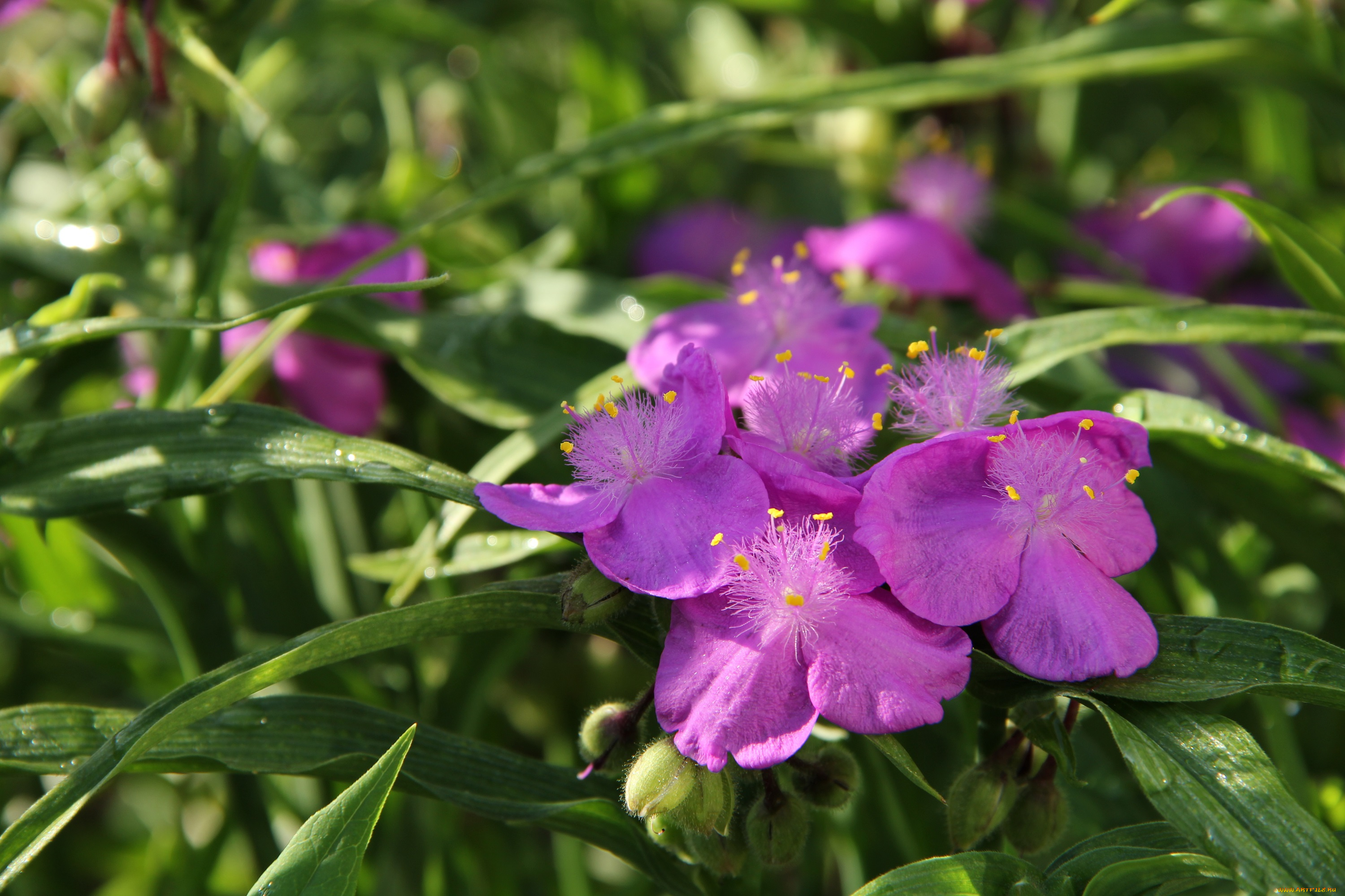 цветы, традесканция, садовые, сад, лето, июль, дача