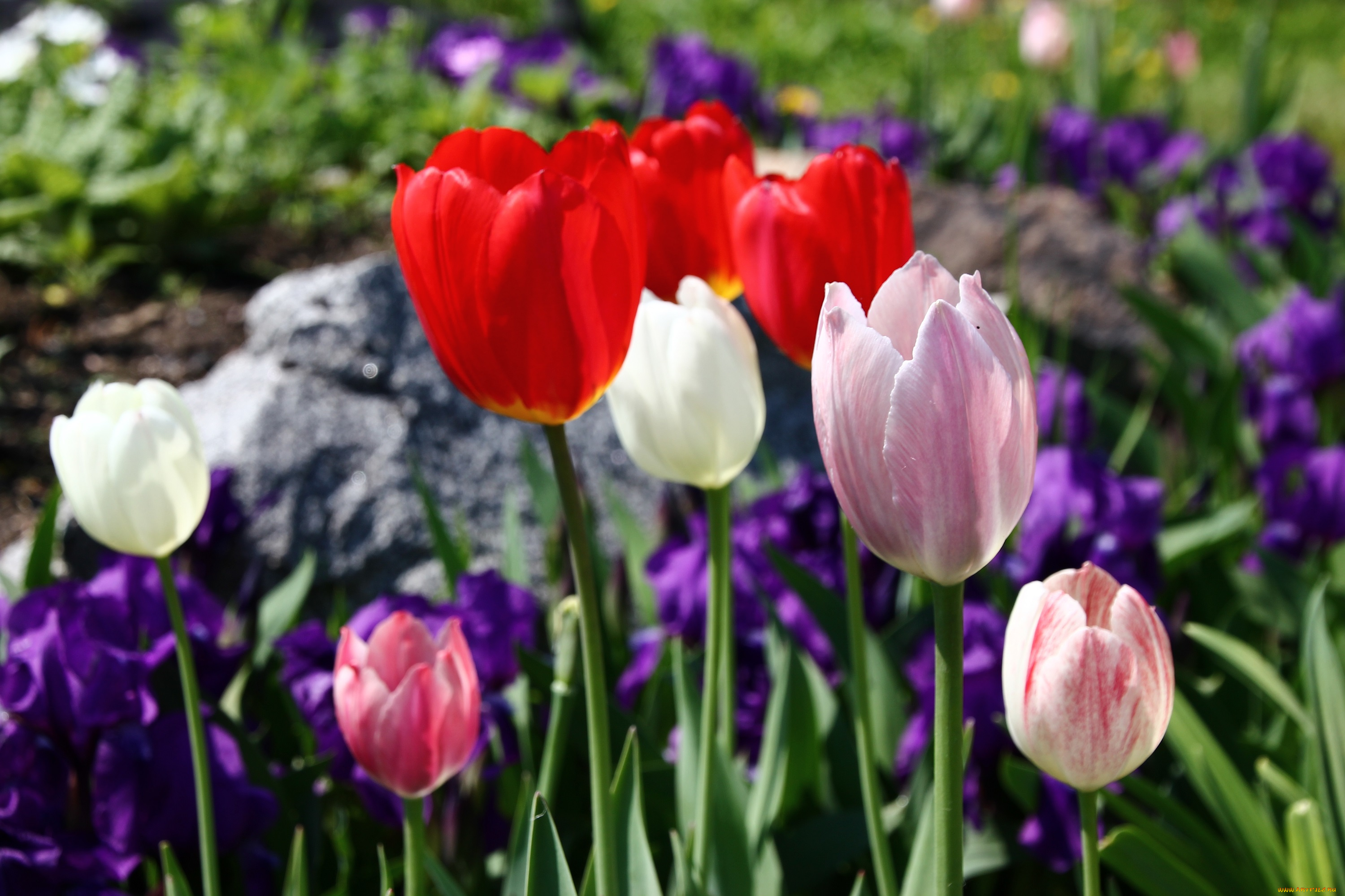 цветы, тюльпаны, бутоны, лепестки, цветение, капли