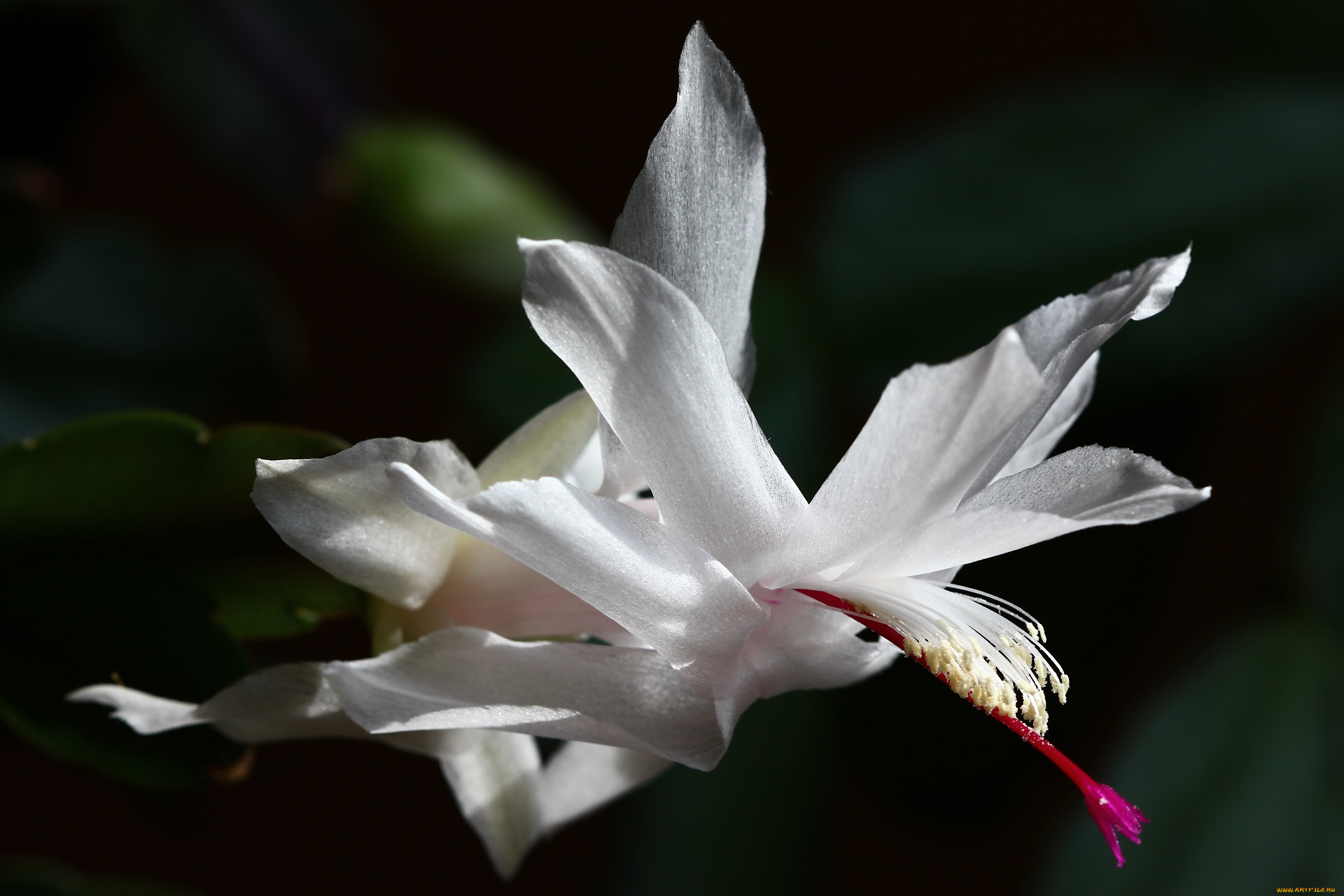 декабристы, цветы, кактусы, весна, домашние, красота, лесные, март, дома, на, окне, шлюмбергера