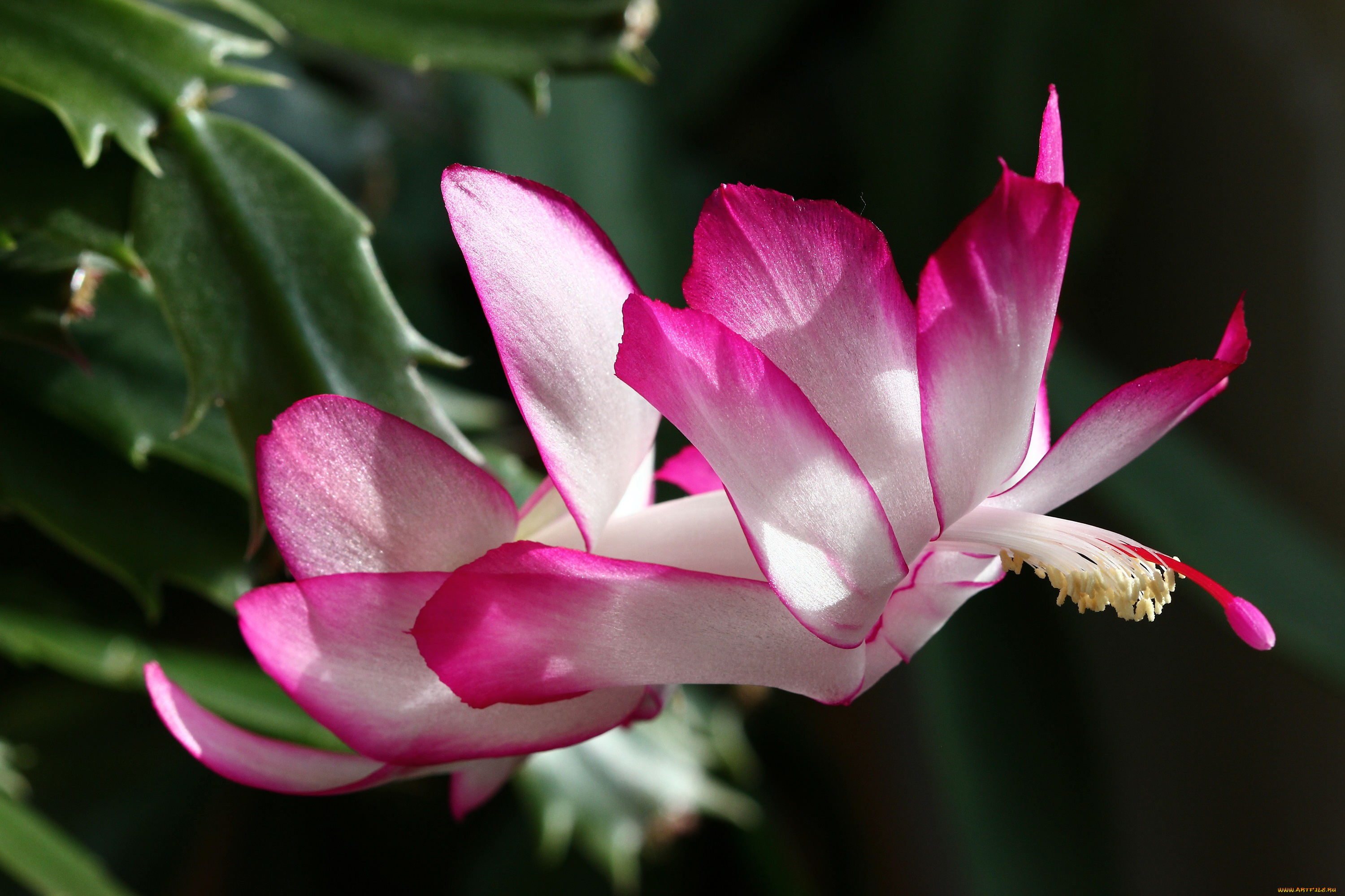 декабристы, цветы, кактусы, весна, домашние, красота, лесные, март, дома, на, окне, шлюмбергера