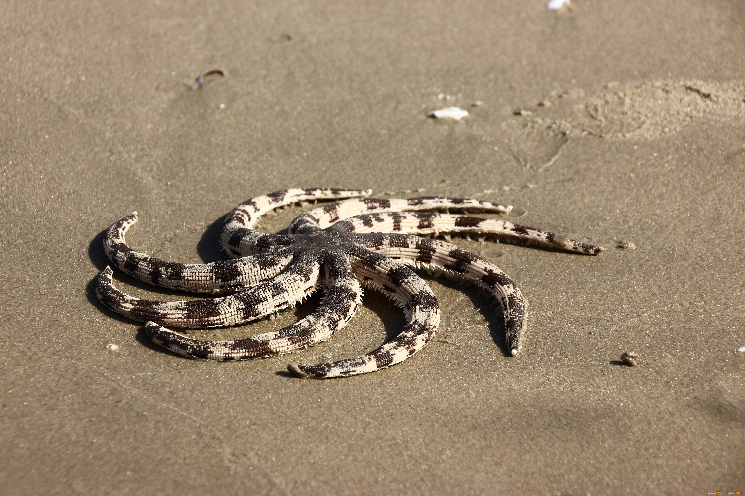 животные, морские, звёзды, вьетнам, море, морская, звезда, морские, обитатели, муйне, путешествия, фантьет, южно-китайское