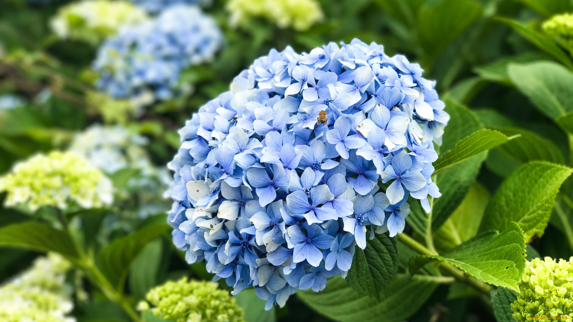 цветы, гортензия