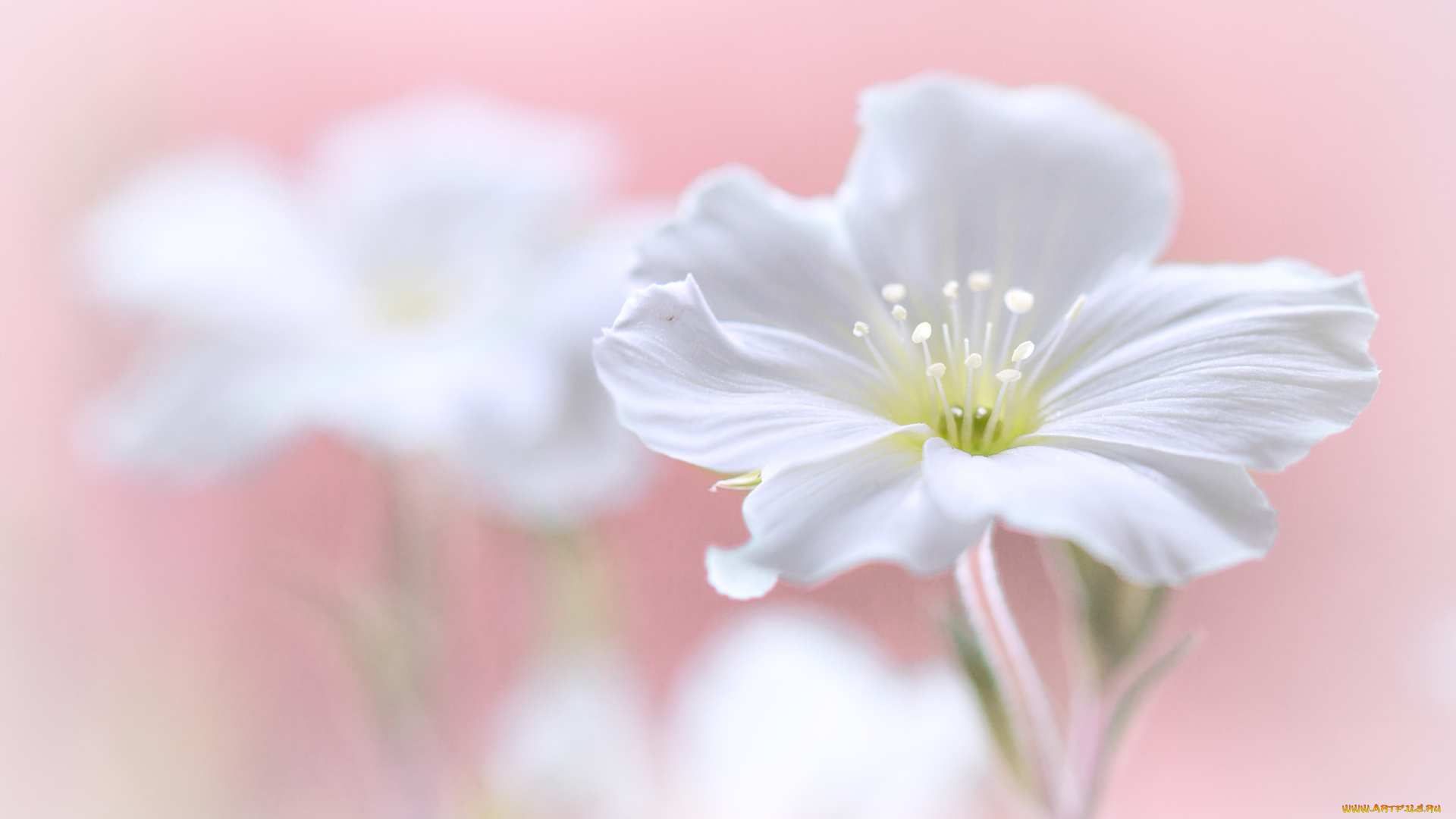 цветы, луговые, , полевые, , цветы, белый