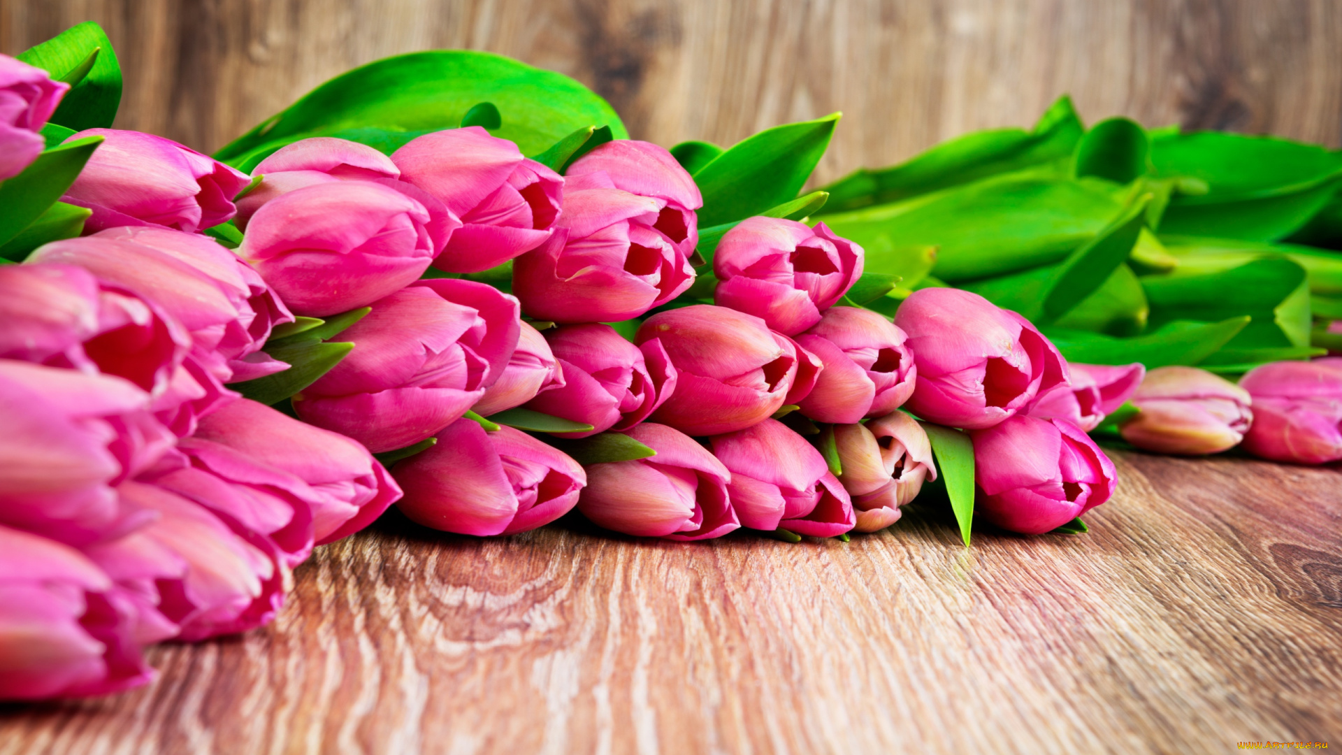 цветы, тюльпаны, розовые, листья