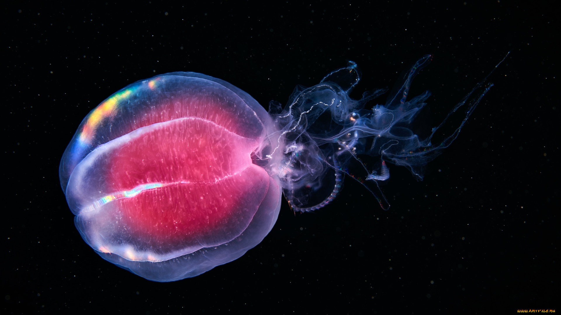 гребневик, берое, животные, медузы, глубина, медуза