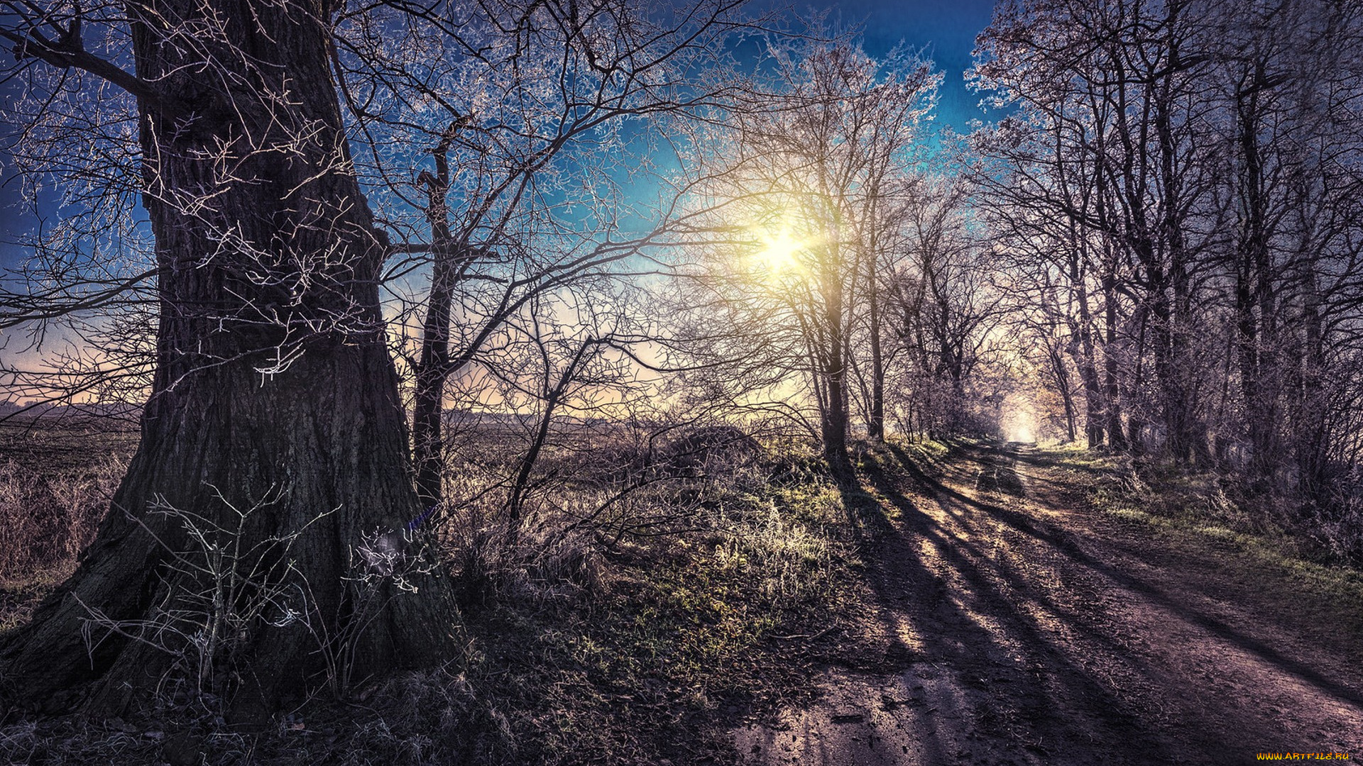 природа, лес, простор