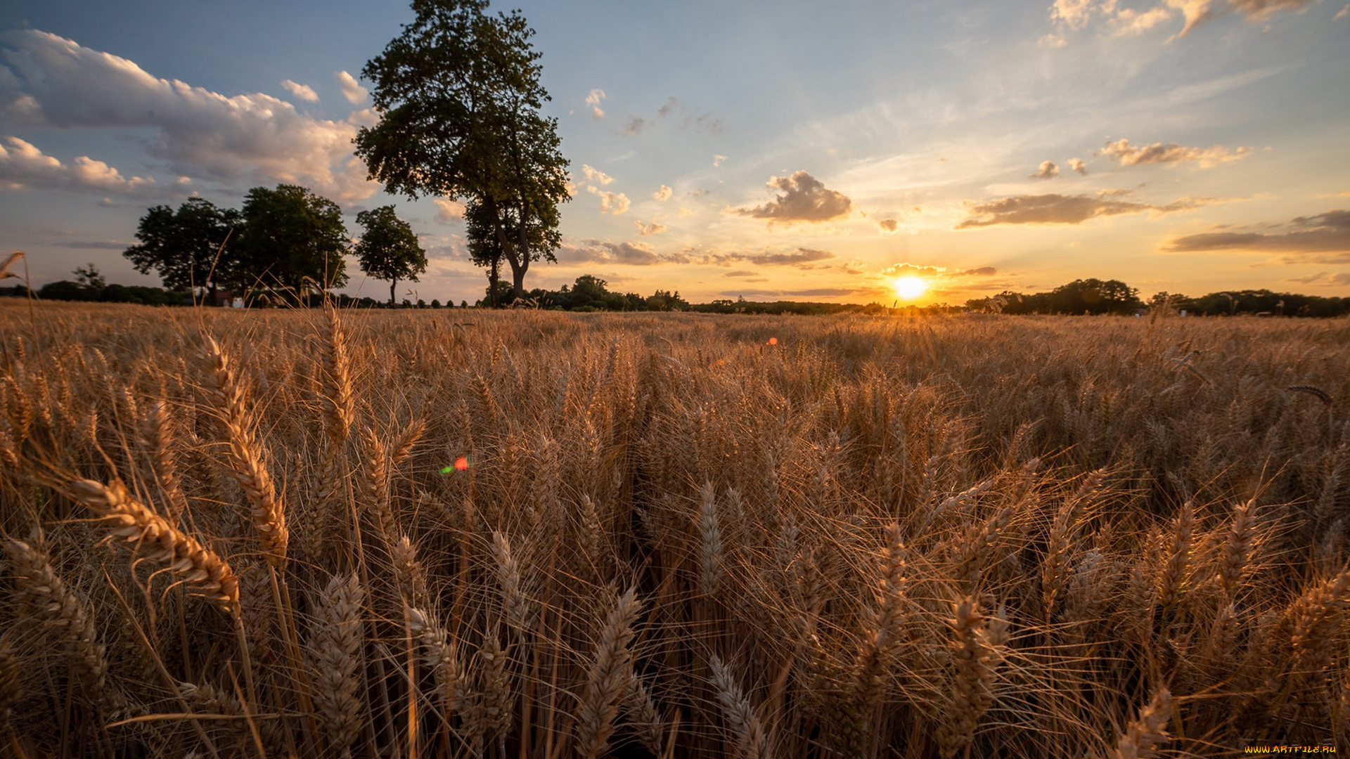 природа, поля, простор