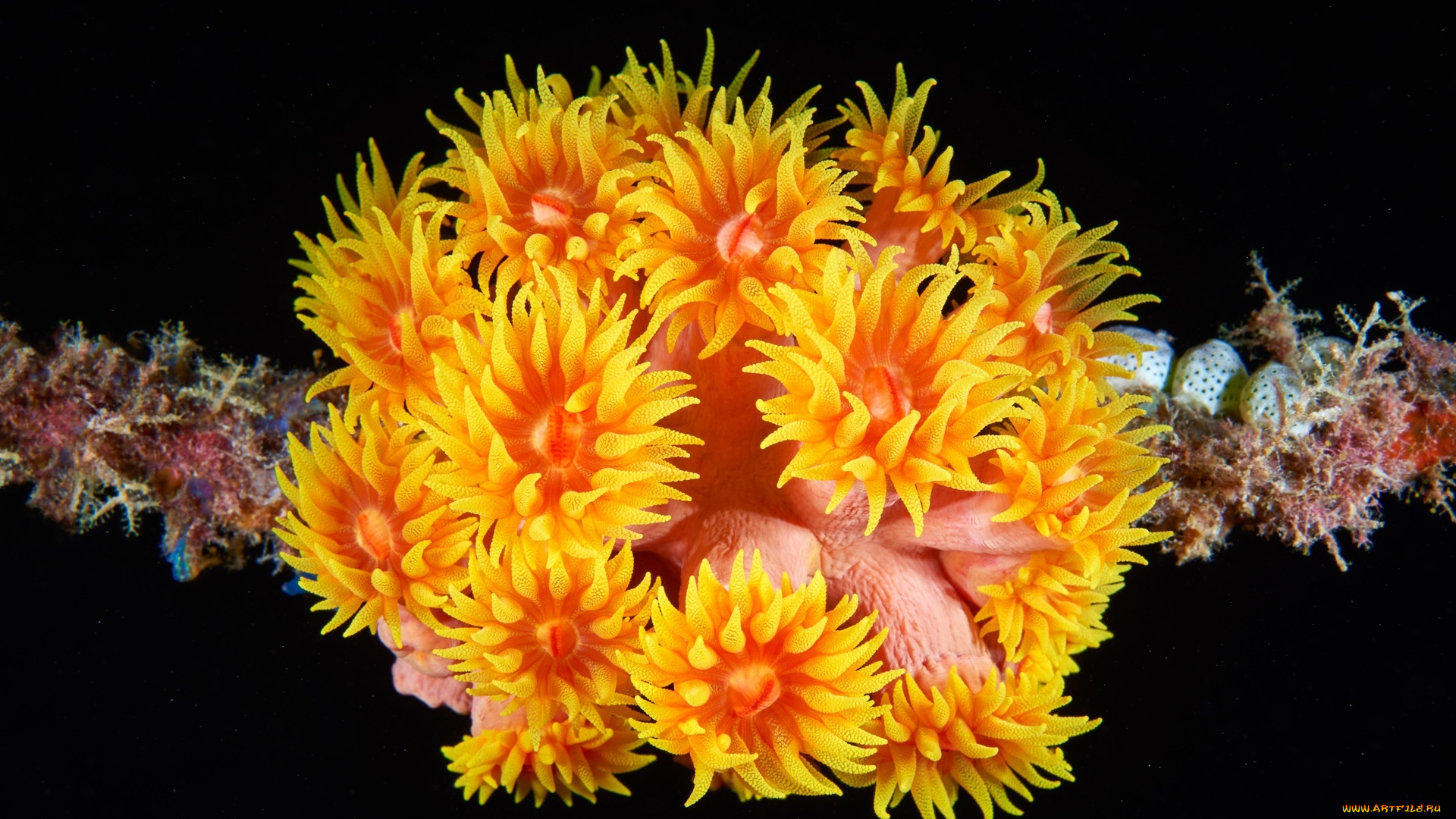 тубастрея, животные, морская, фауна, кораллы, актинии